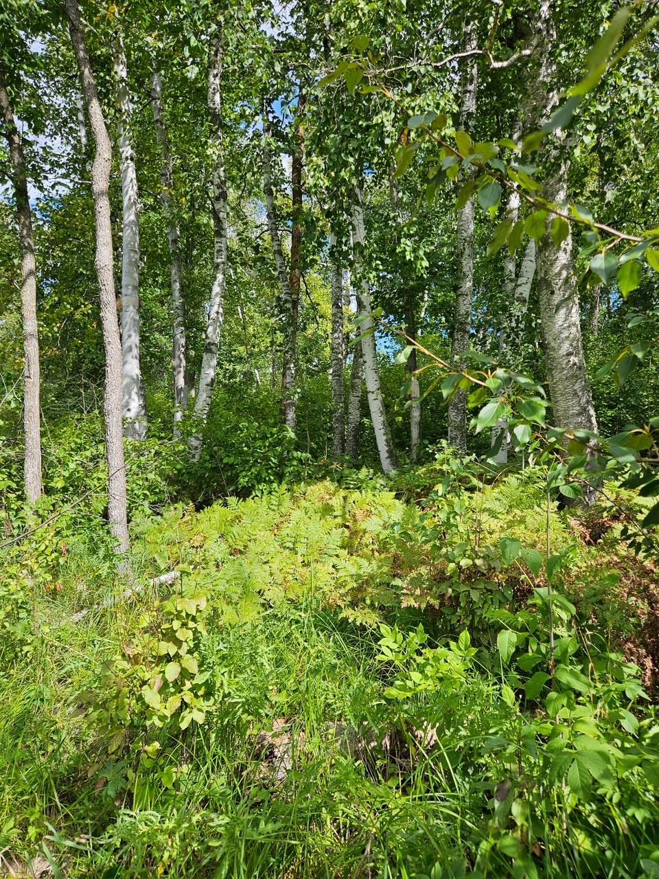 _ __Birch Circle Drive NW, Baudette MN 56623 - Photo 3 of 8