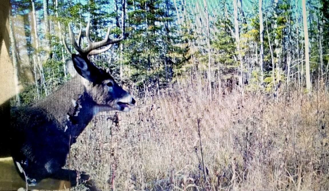land for sale at TBD State Hwy 172 Cliff in Baudette, MN (photo 5 of 21)