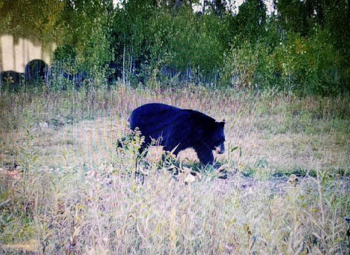 land for sale at TBD State Hwy 172 Cliff in Baudette, MN (photo 6 of 21)