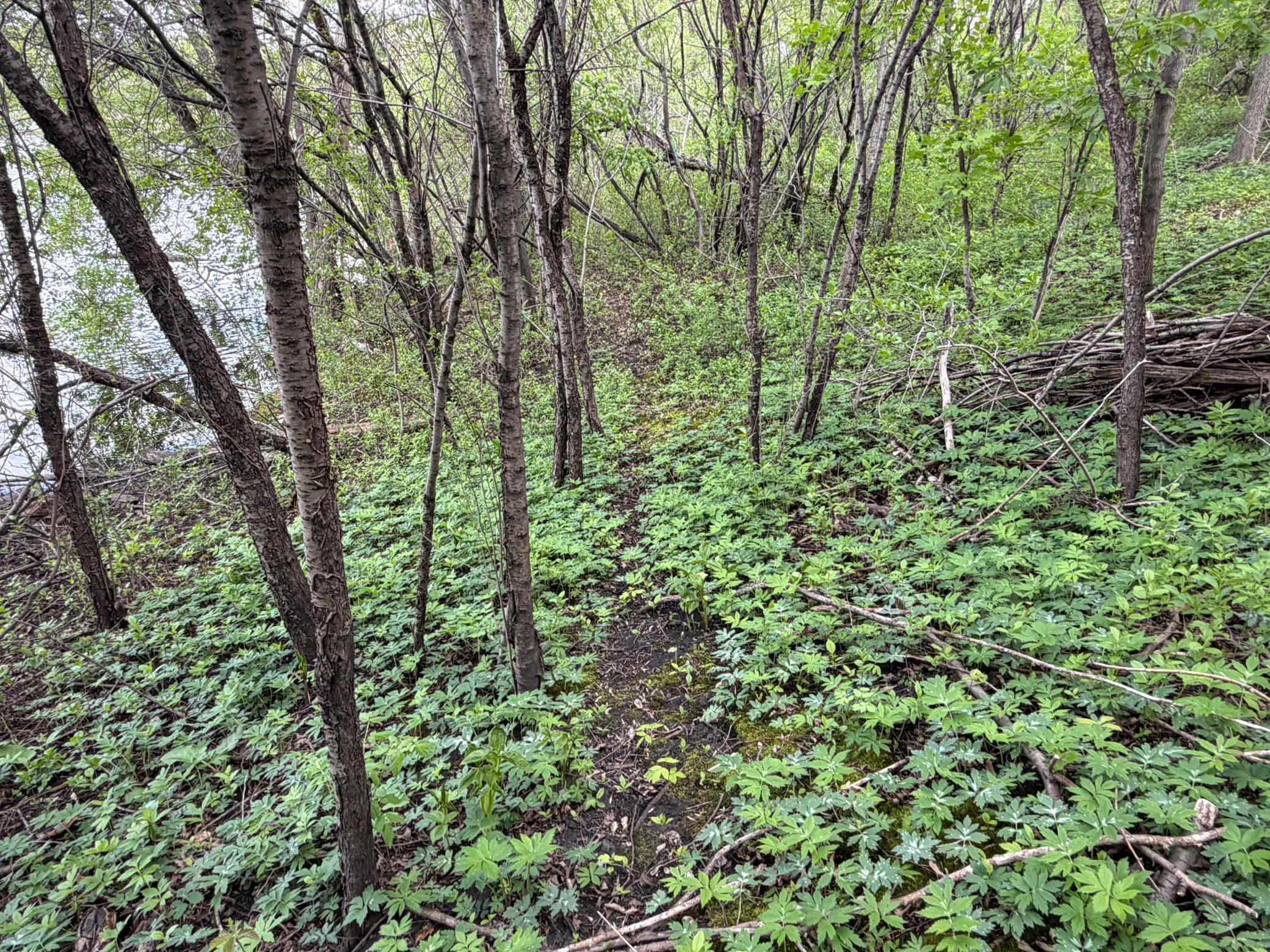 land for sale at 202 W Everett Avenue in Fergus Falls, MN (photo 7 of 7)