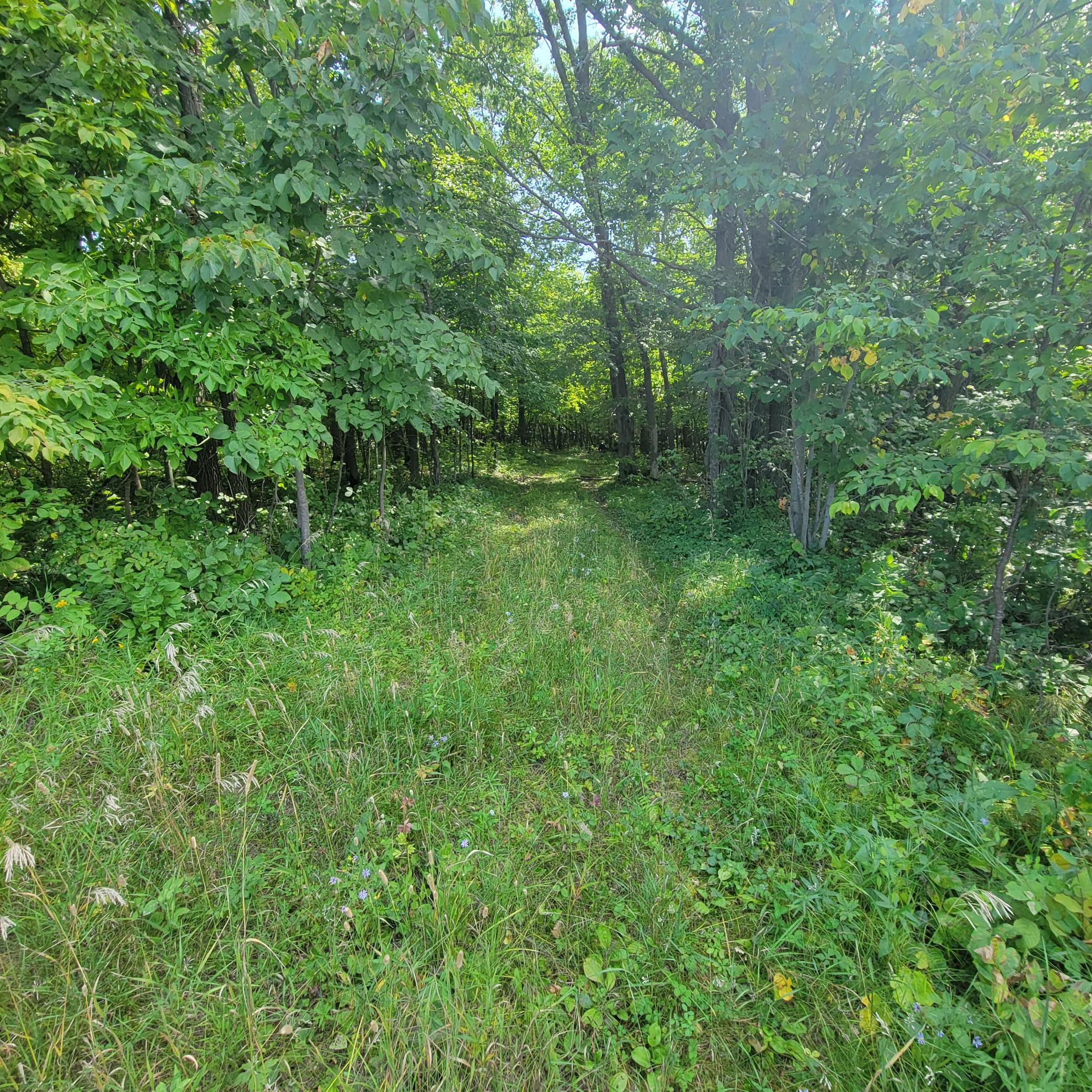 land for sale at TBD Jeff Lake Road in Richville, MN (photo 7 of 17)