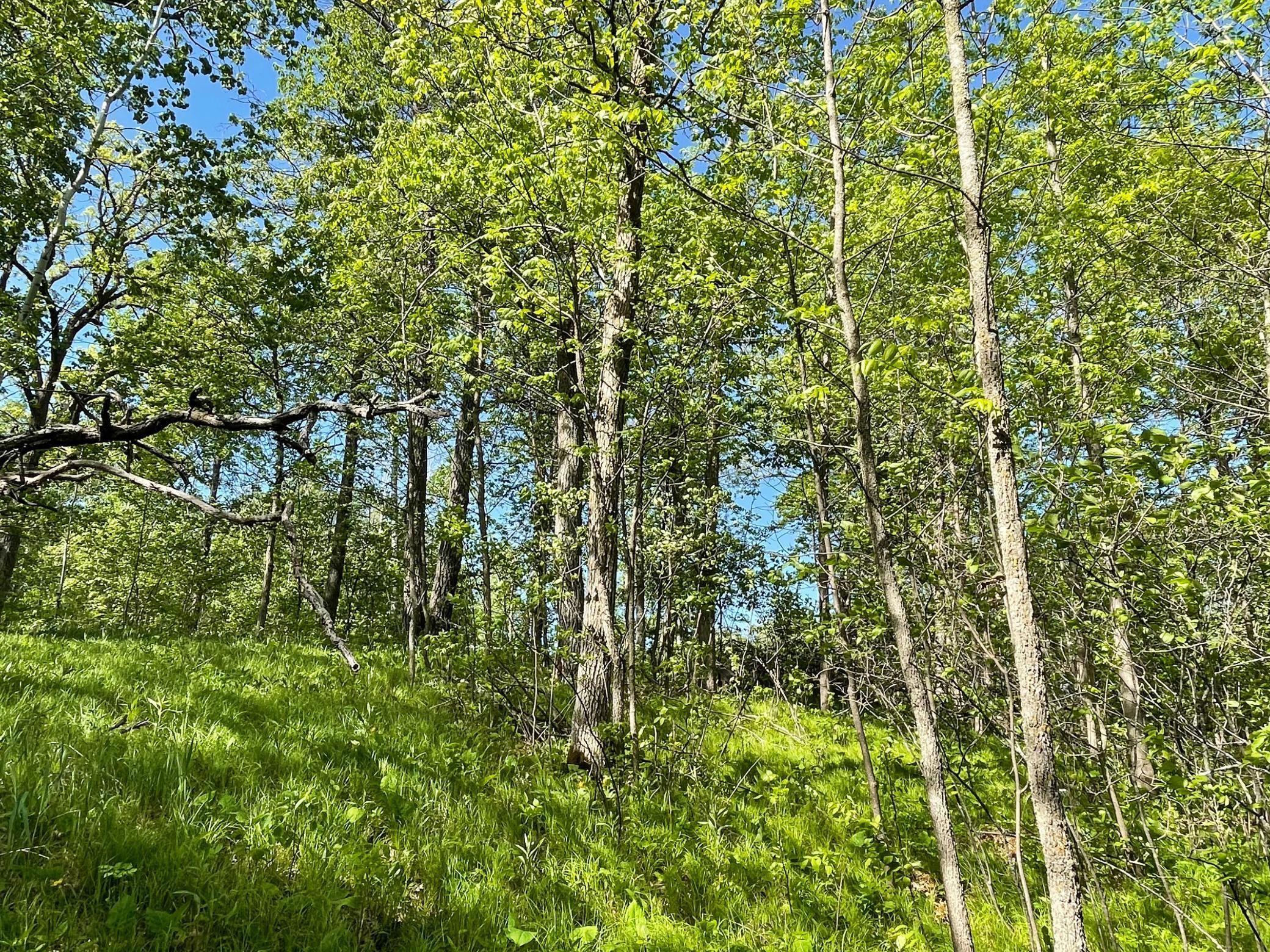 TBD Wedgewood Road NW, Walker MN 56484 - Photo 10 of 13