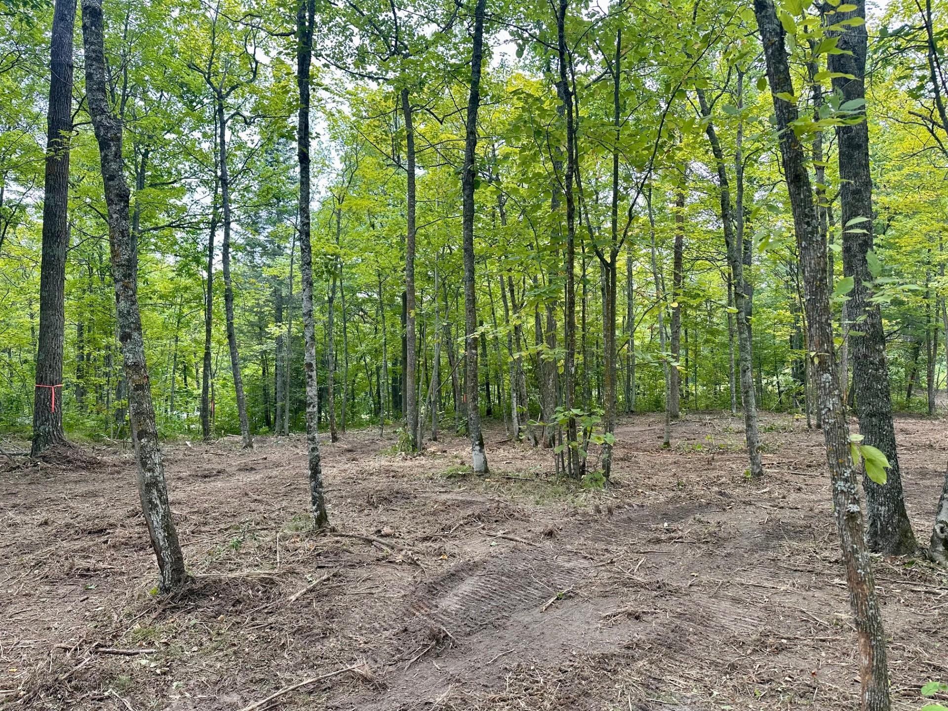 land for sale at TBD County Road 157 NE in Remer, MN (photo 3 of 13)