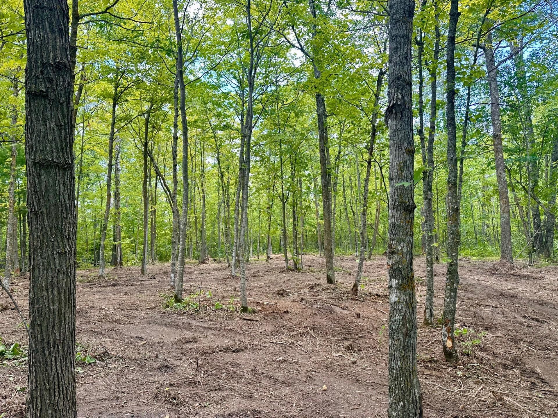 land for sale at TBD County Road 157 NE in Remer, MN (photo 4 of 13)