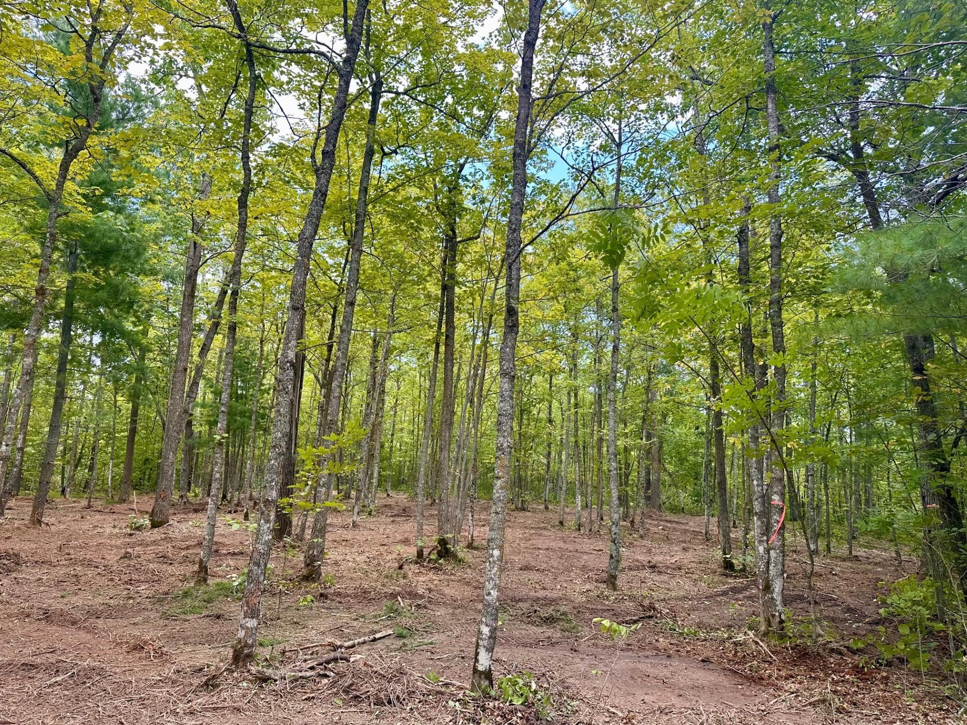 land for sale at TBD County Road 157 NE in Remer, MN (photo 6 of 13)