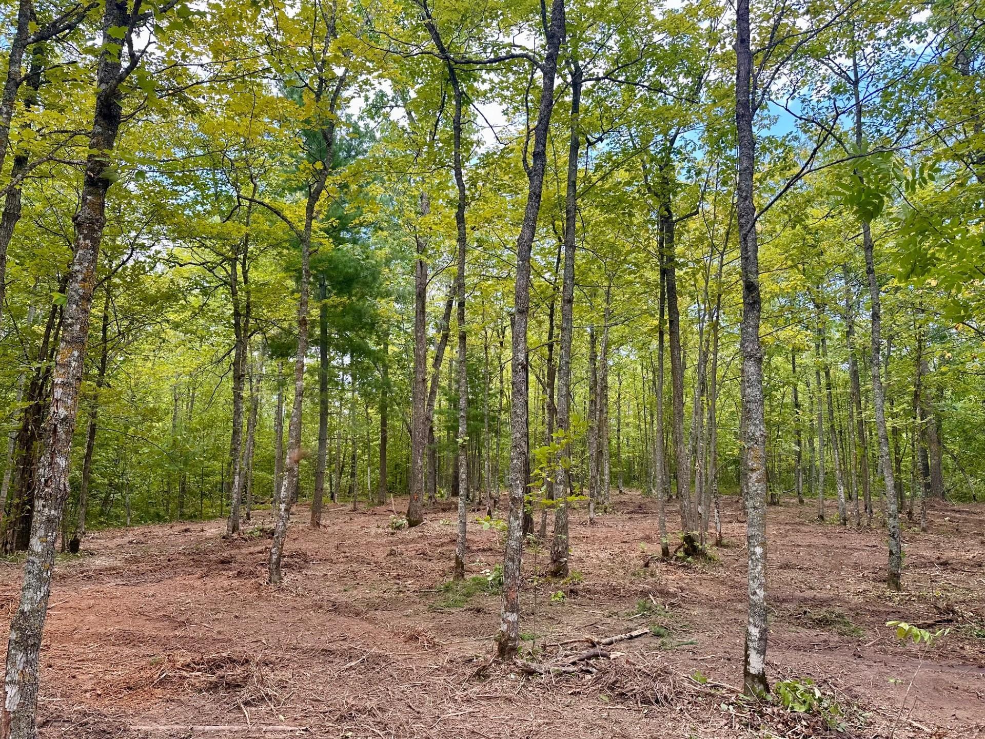 land for sale at TBD County Road 157 NE in Remer, MN (photo 7 of 13)