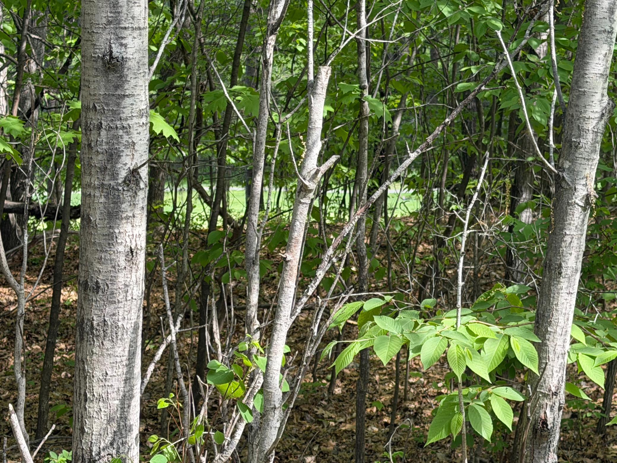 TB County Road 16, Pequot Lakes MN 56472 - Photo 10 of 10