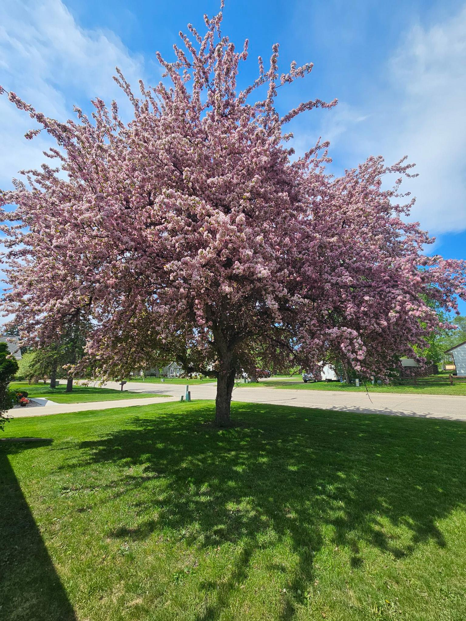 1977 single family home for sale at 116 Nora Street E in Thief River Falls, MN — 3 bed, 2 bath (photo 35 of 42)