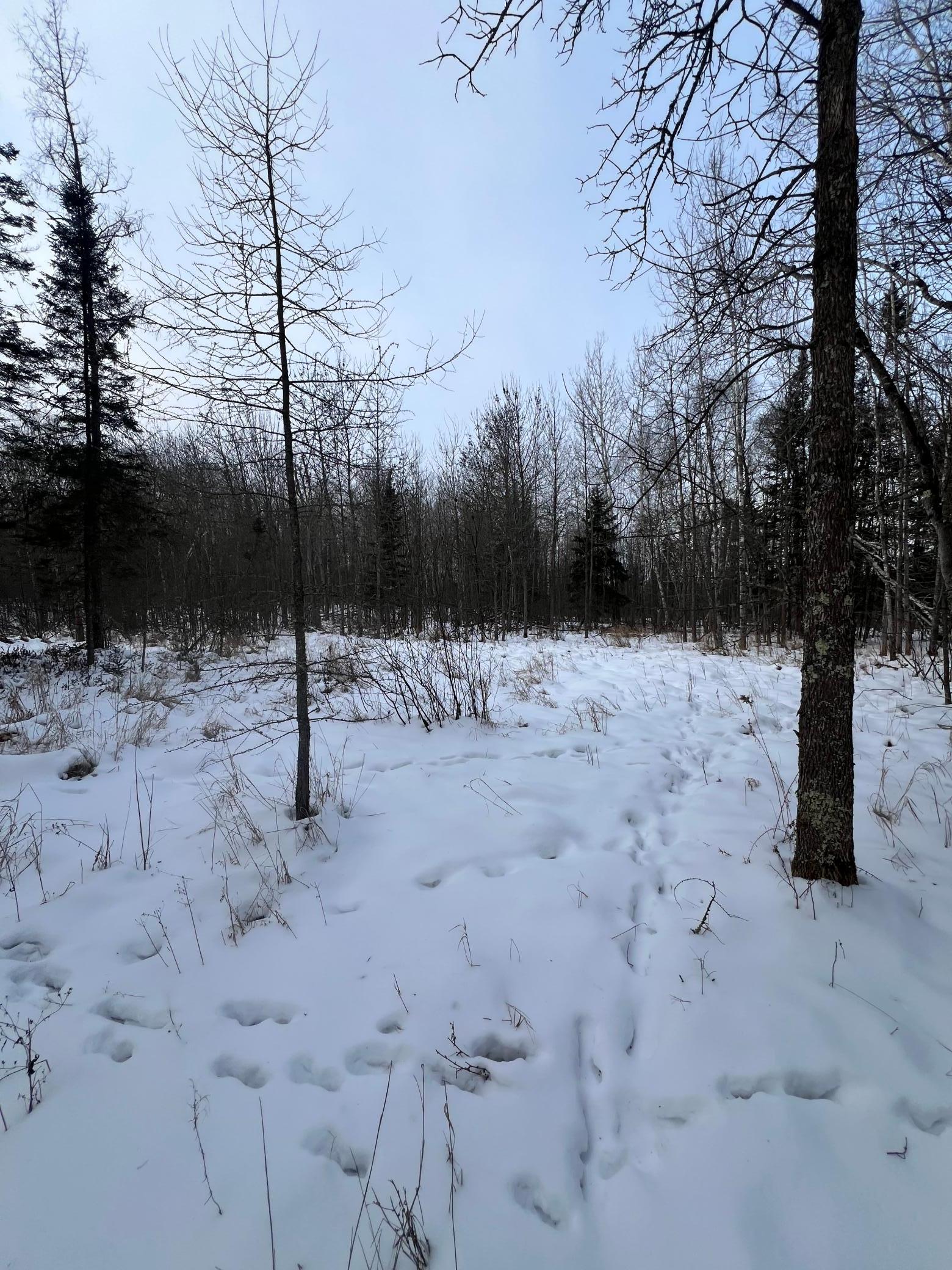 land for sale at TBD County Rd 67 in Grand Rapids, MN (photo 16 of 31)