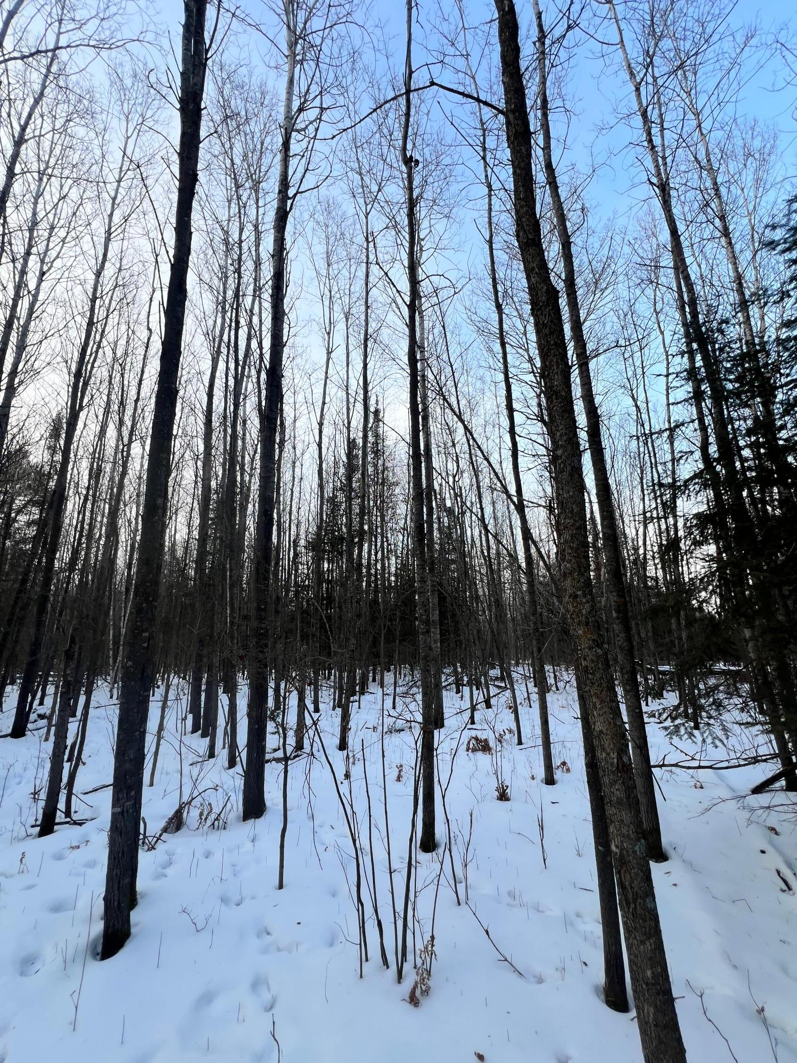 land for sale at TBD County Rd 67 in Grand Rapids, MN (photo 17 of 31)