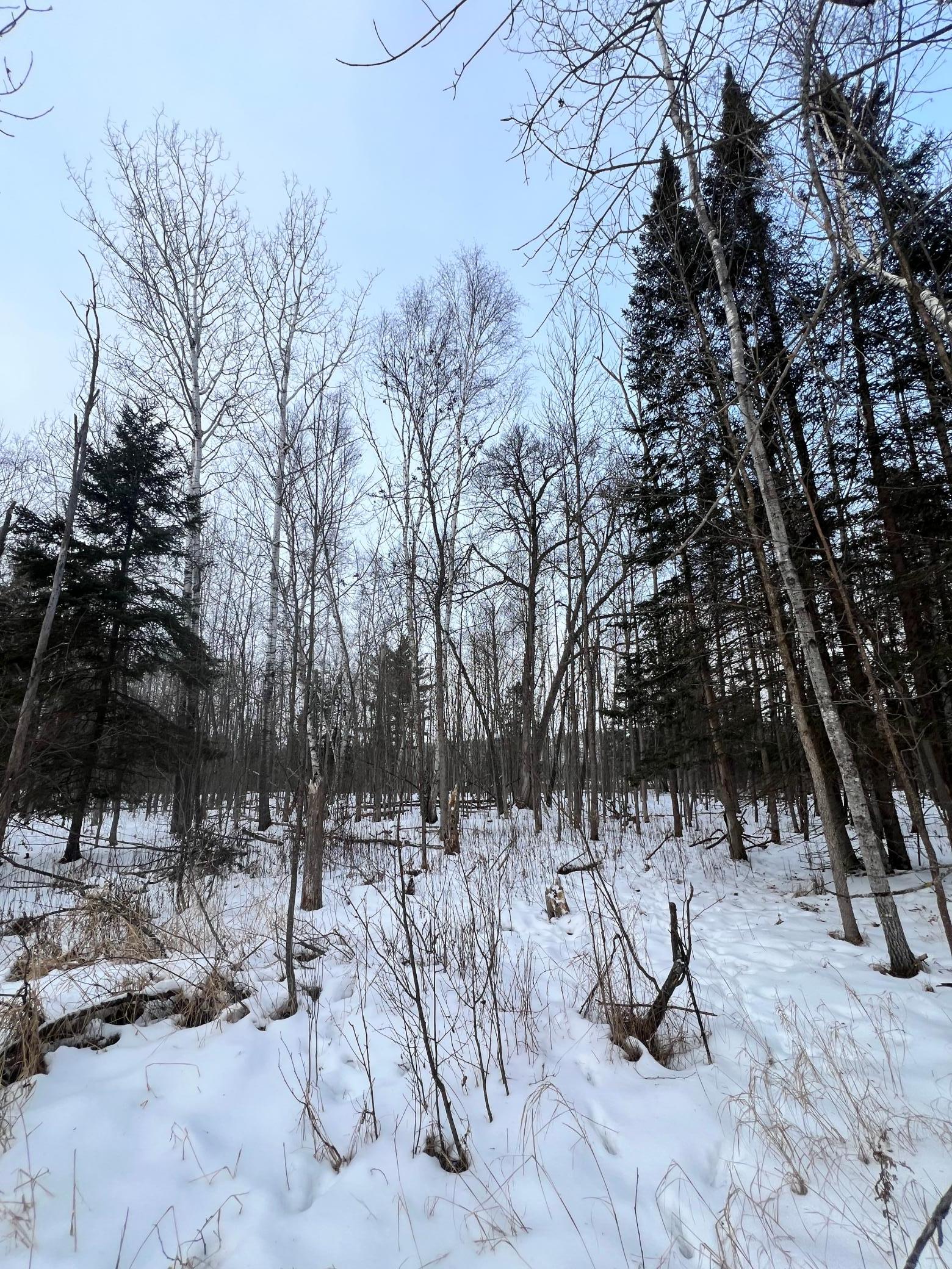 land for sale at TBD County Rd 67 in Grand Rapids, MN (photo 23 of 31)