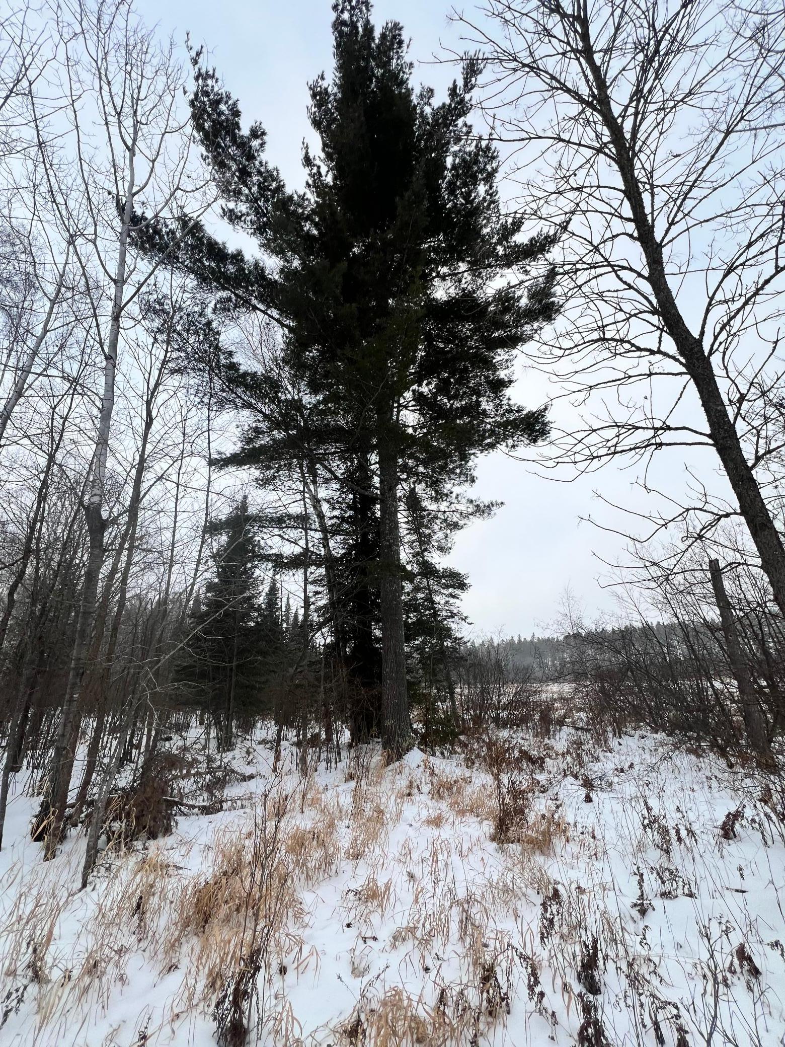 land for sale at TBD County Rd 67 in Grand Rapids, MN (photo 29 of 31)