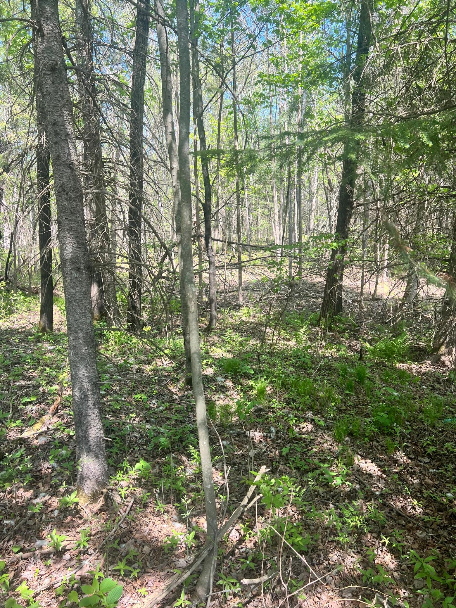 land for sale at TBD County Rd 67 in Grand Rapids, MN (photo 8 of 31)