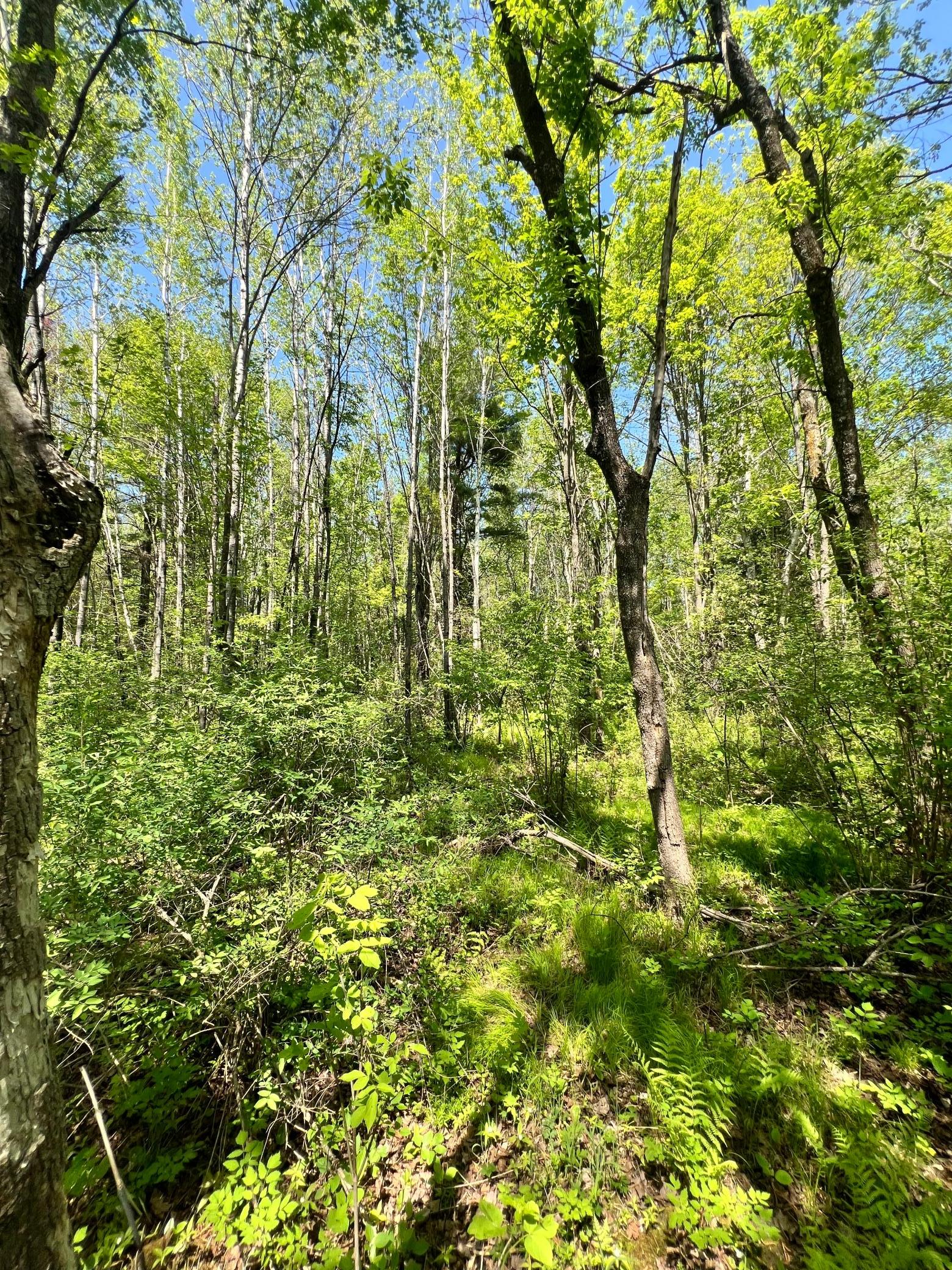 land for sale at XXX Co Rd 67 in Grand Rapids, MN (photo 3 of 14)