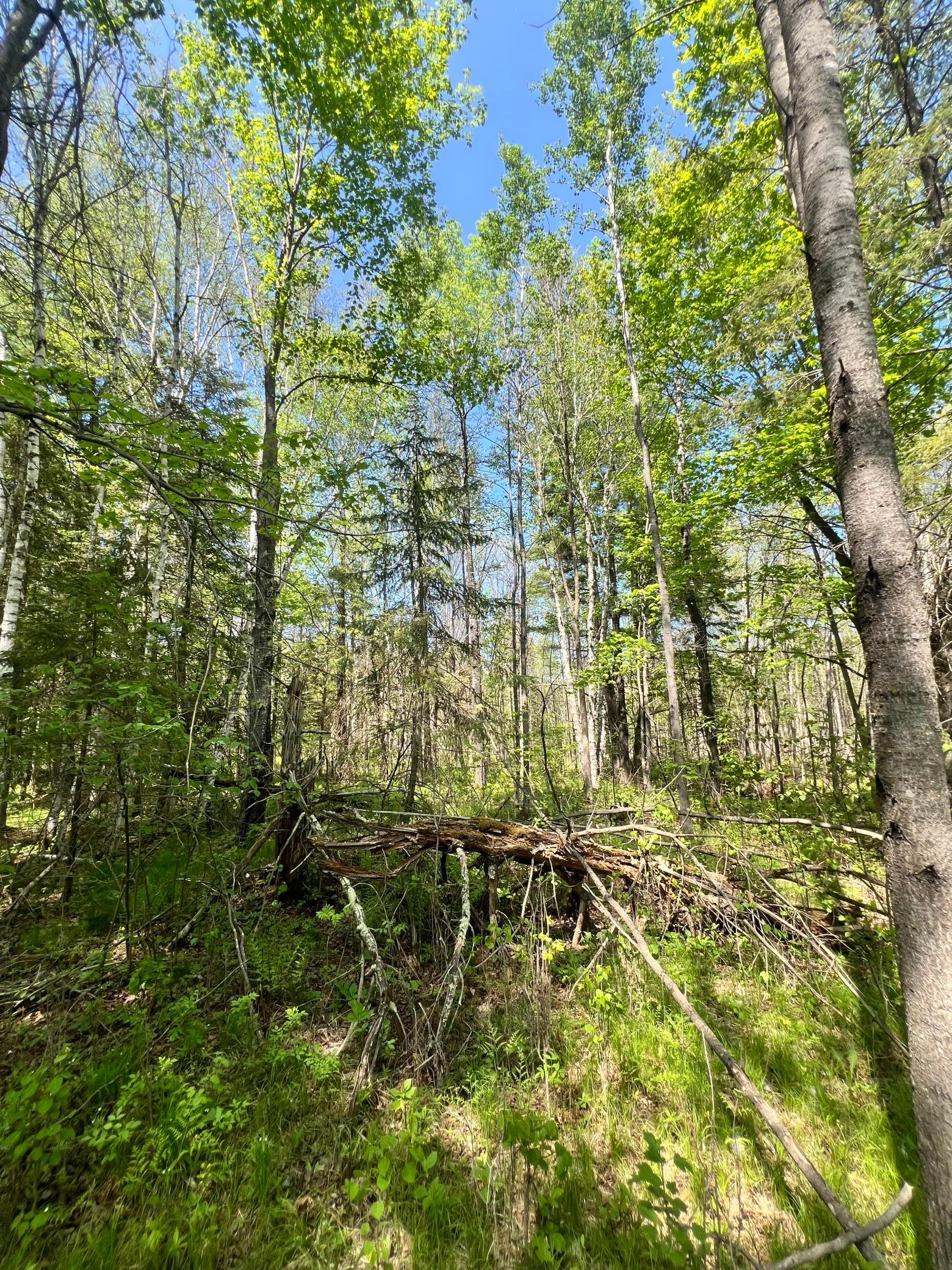 land for sale at XXX Co Rd 67 in Grand Rapids, MN (photo 6 of 14)