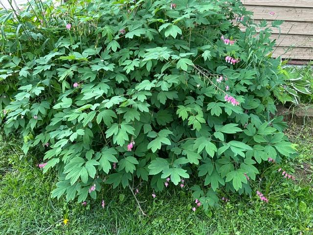 21888 Shallow Lake Road, Warba MN 55793 - Photo 37 of 44
