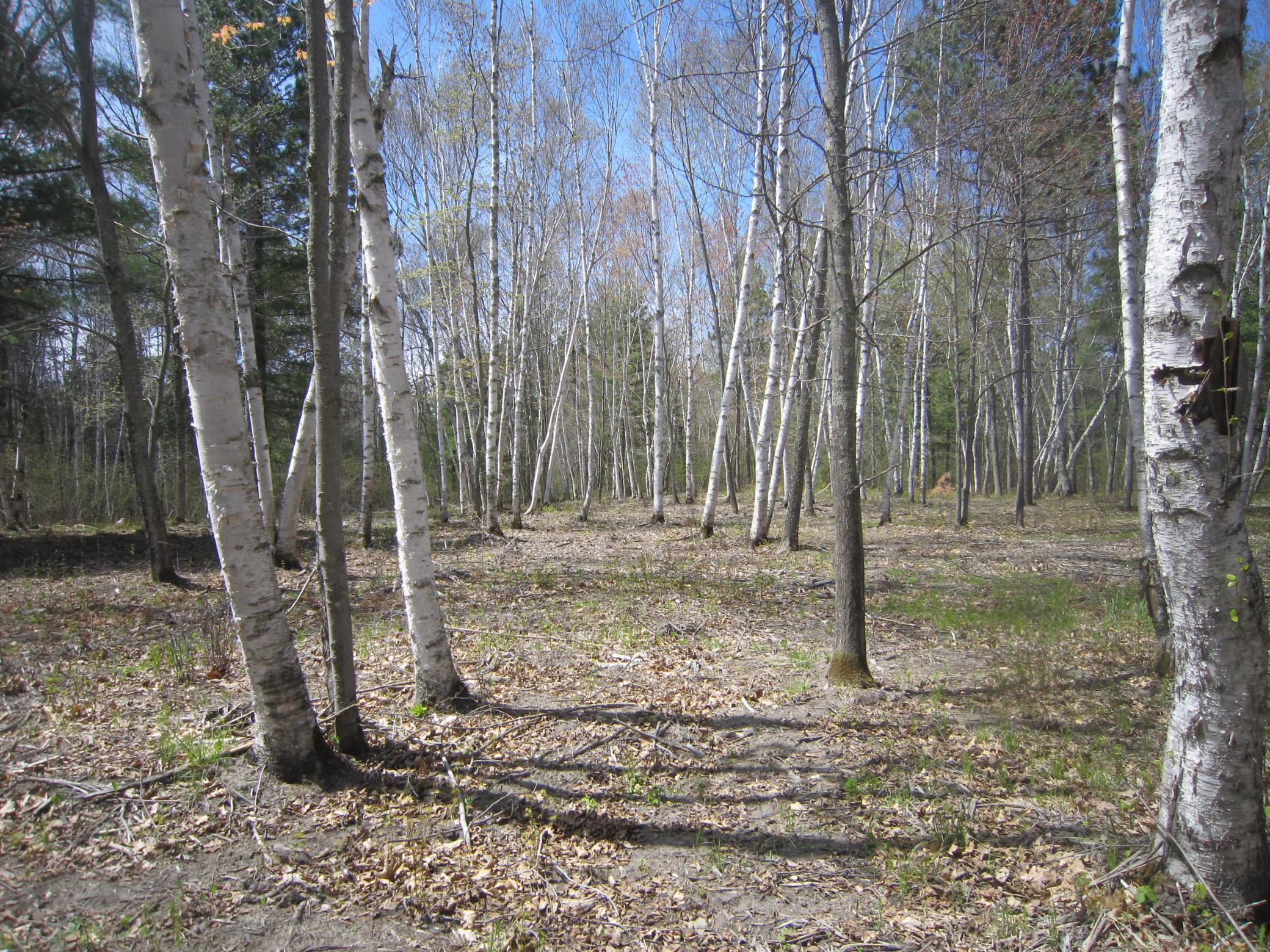 Lot 4 Pike Bay Loop NW, Cass Lake MN 56633 - Photo 7 of 25