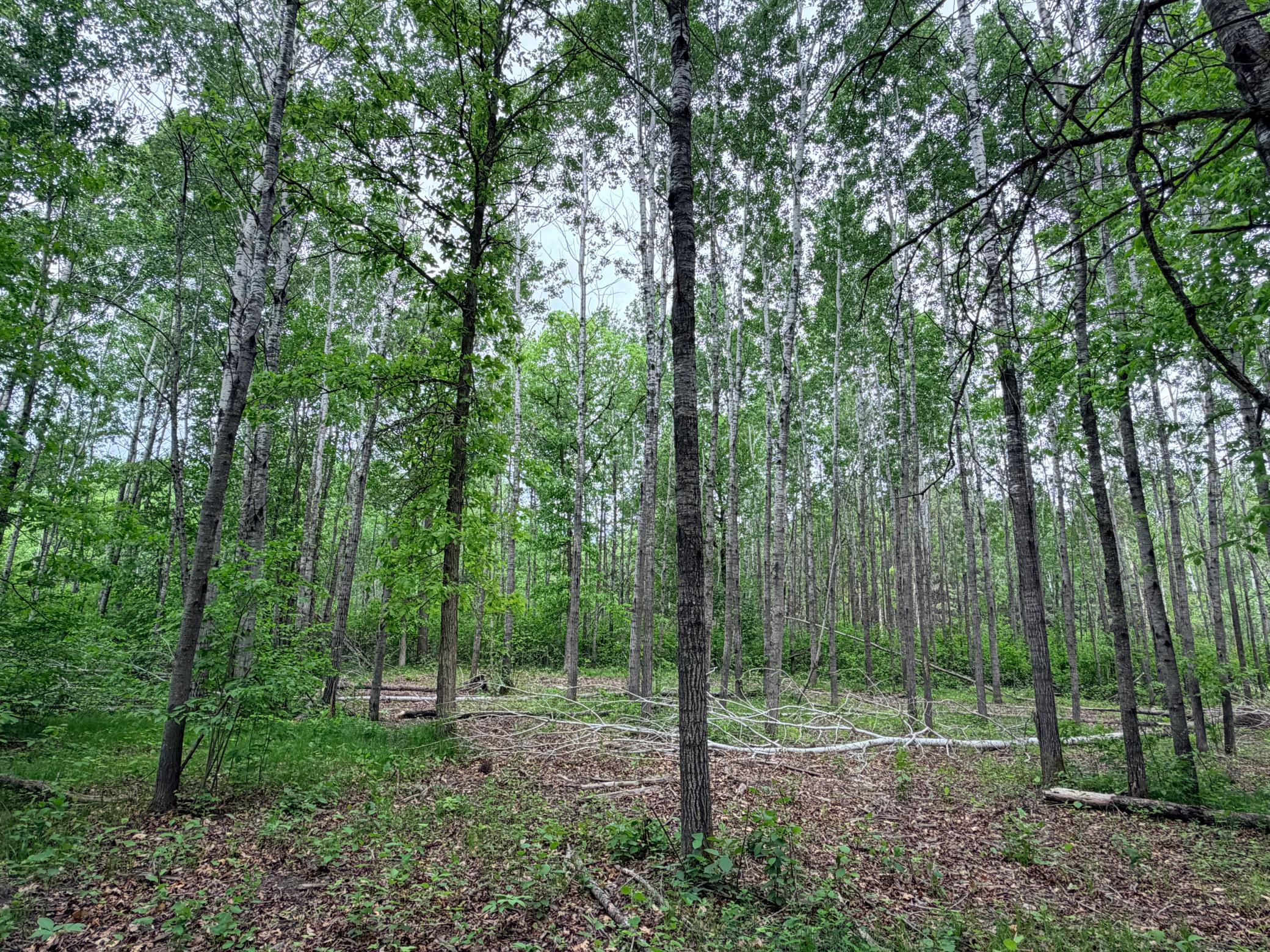 TBD Half Moon Rd, Park Rapids MN 56470 - Photo 4 of 12