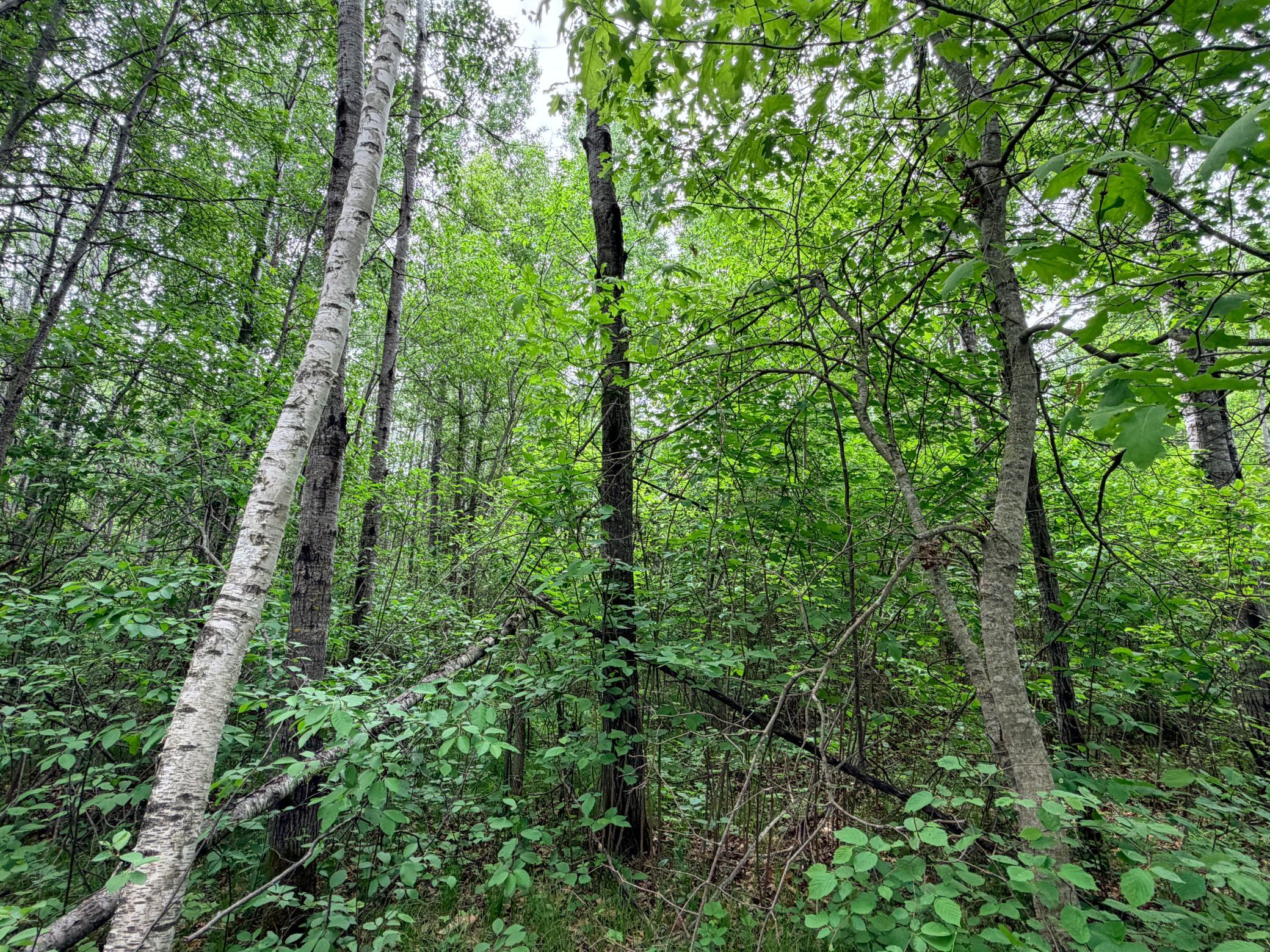 TBD Half Moon Rd, Park Rapids MN 56470 - Photo 5 of 12