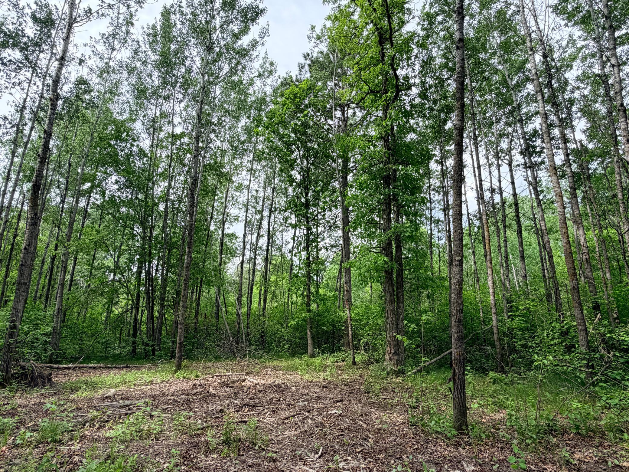 TBD Half Moon Rd, Park Rapids MN 56470 - Photo 6 of 12