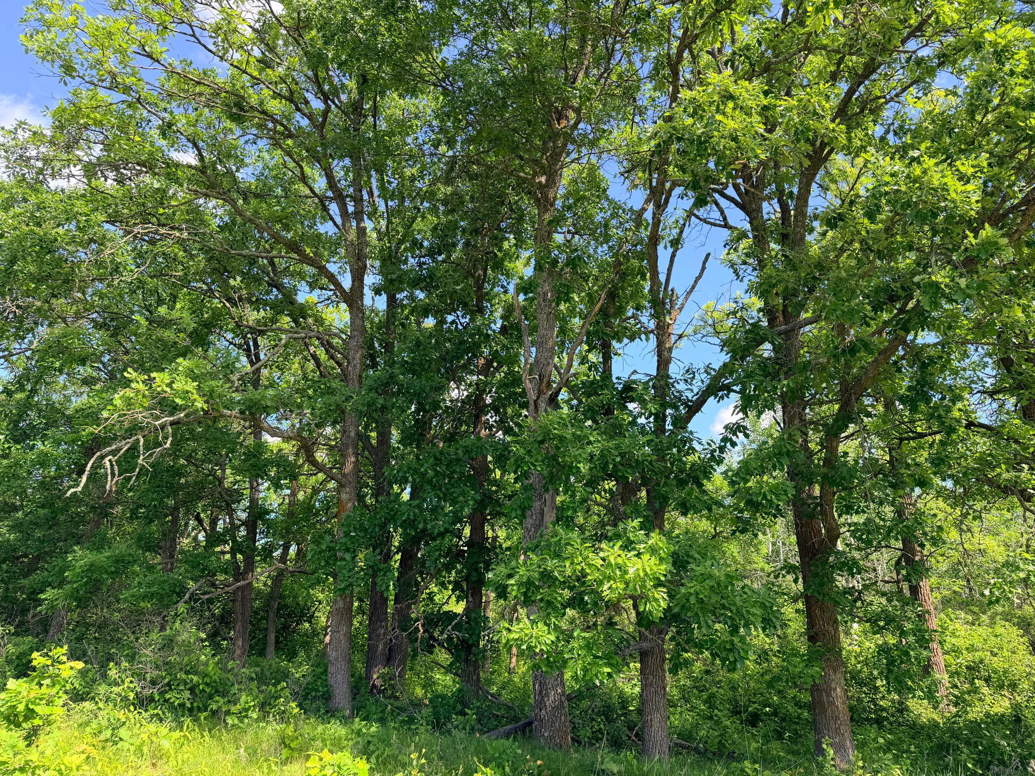 TBD - 24.4 AC County 4, Park Rapids MN 56470 - Photo 11 of 19