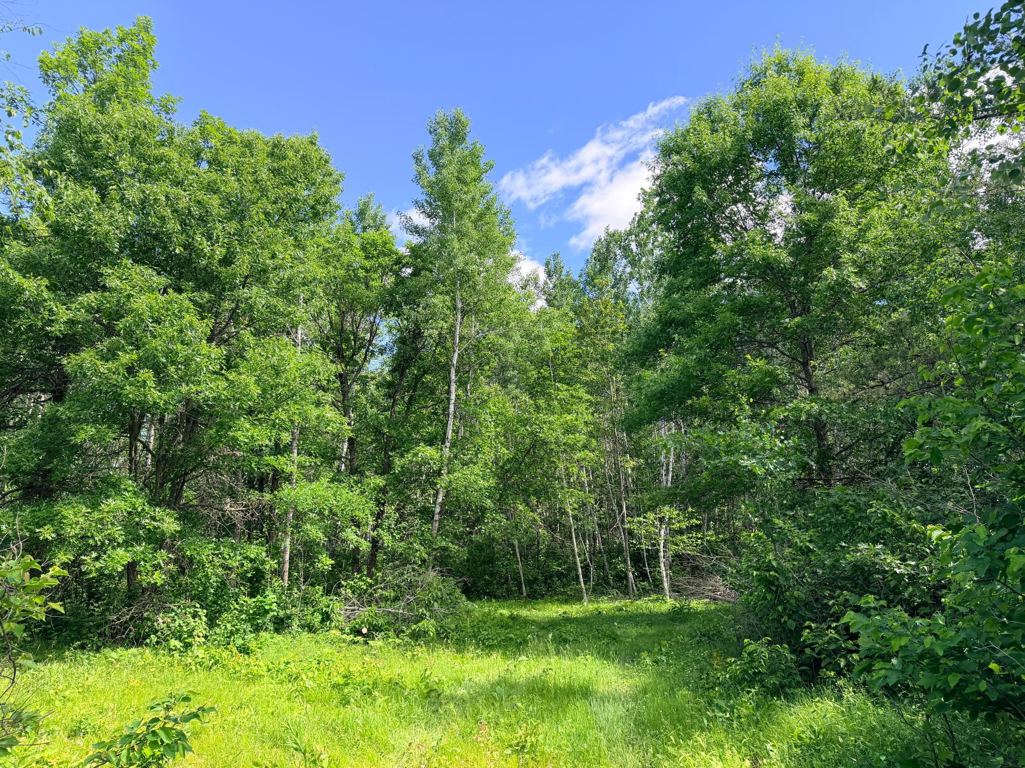 TBD - 24.4 AC County 4, Park Rapids MN 56470 - Photo 13 of 19