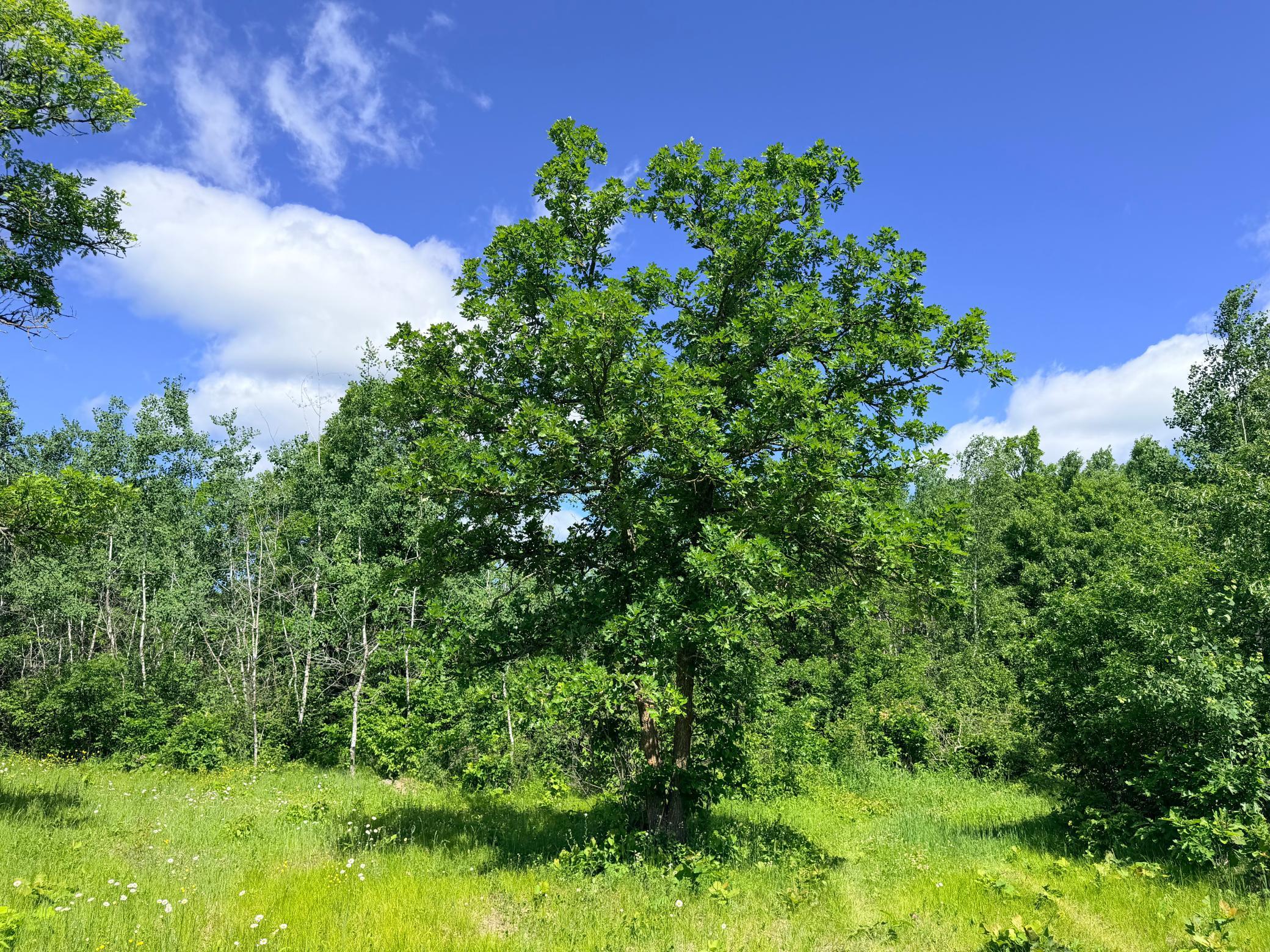 TBD - 24.4 AC County 4, Park Rapids MN 56470 - Photo 14 of 19