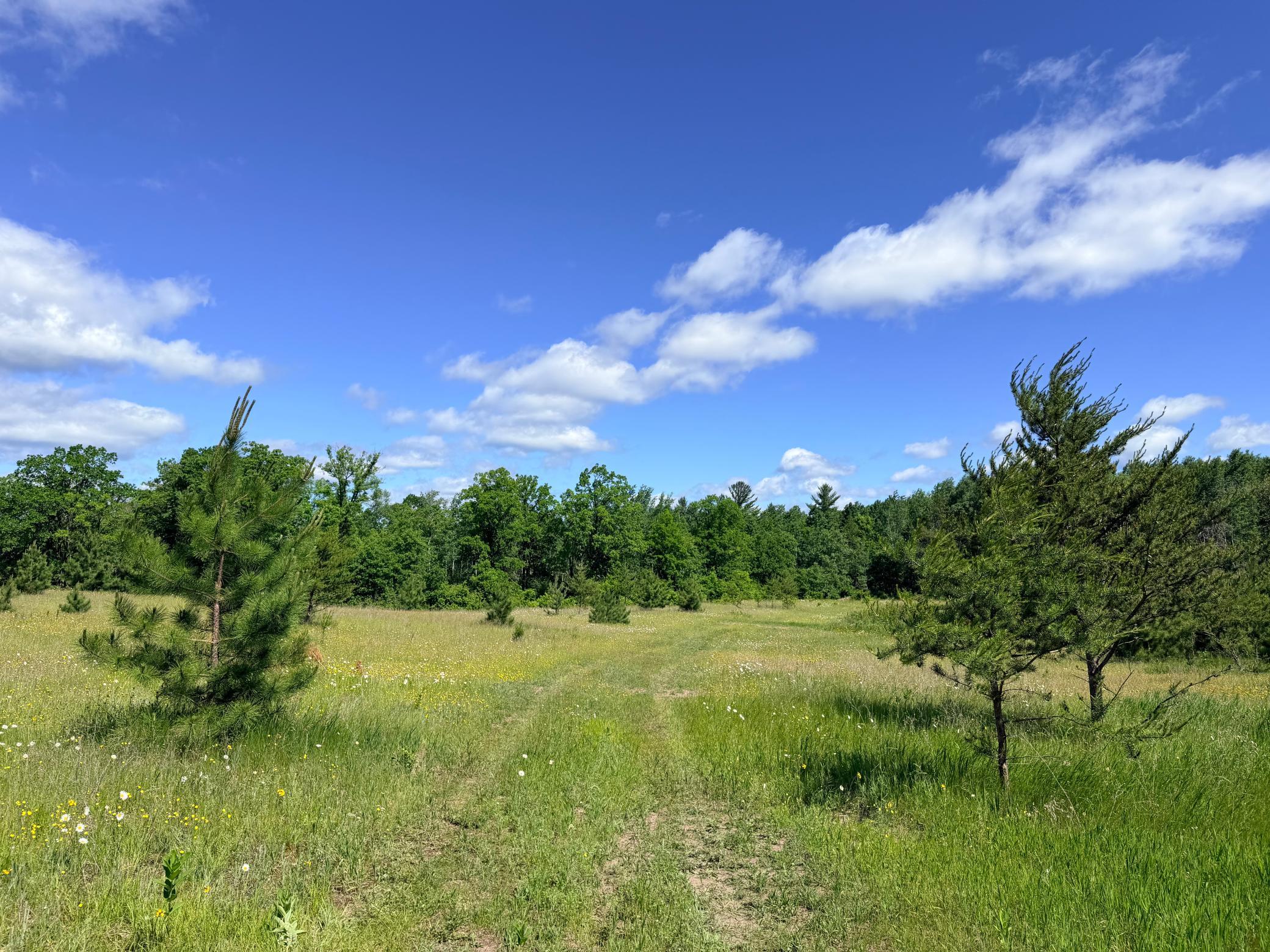 TBD - 24.4 AC County 4, Park Rapids MN 56470 - Photo 17 of 19
