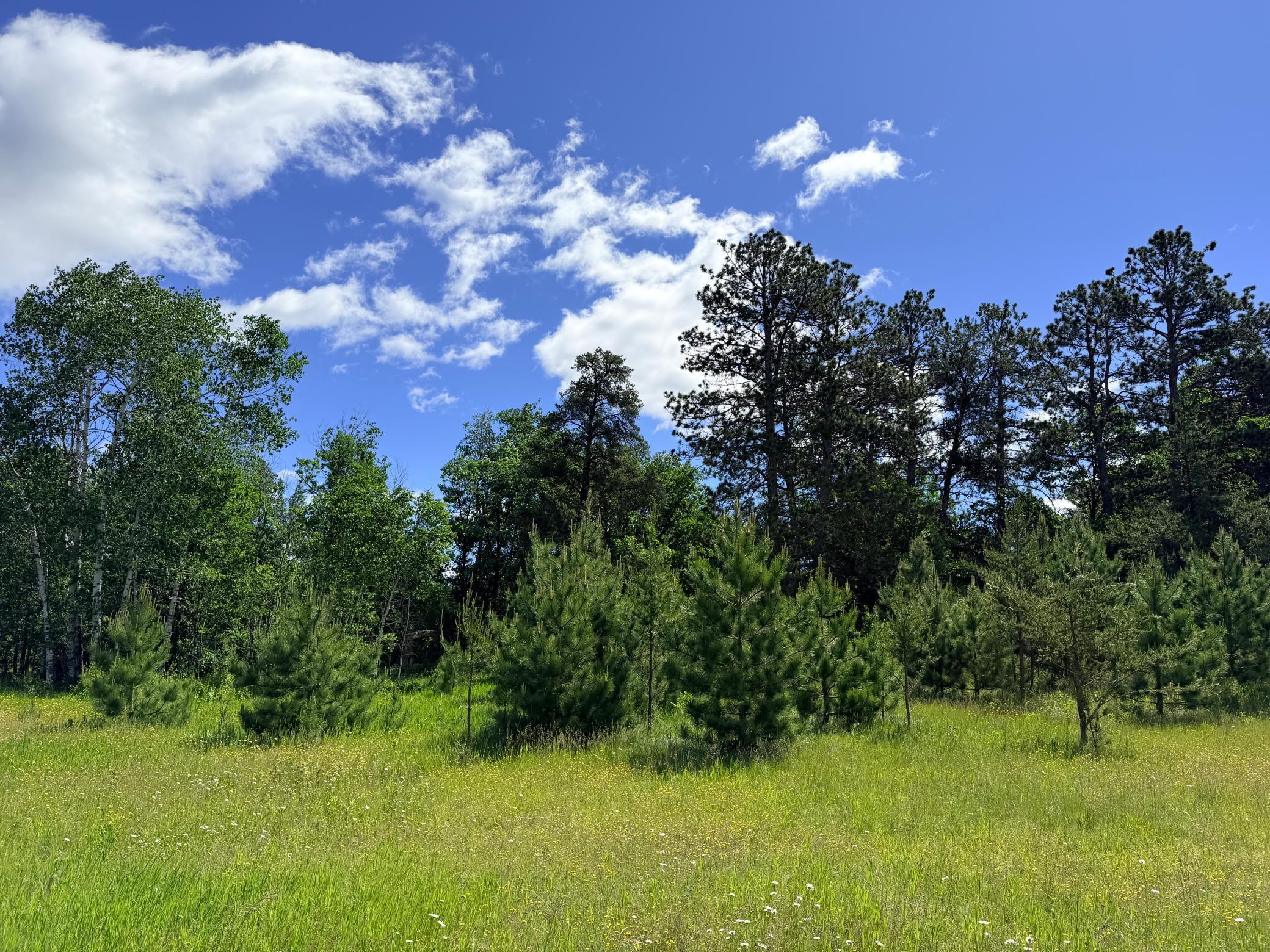 TBD - 24.4 AC County 4, Park Rapids MN 56470 - Photo 18 of 19