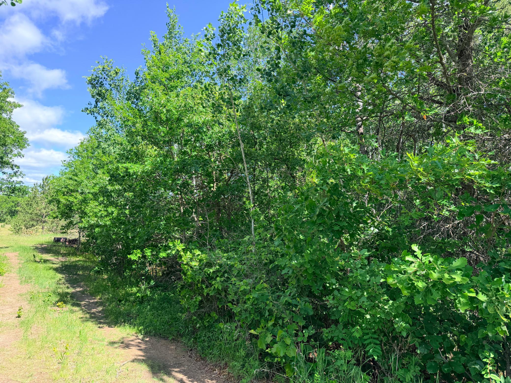 TBD - 24.4 AC County 4, Park Rapids MN 56470 - Photo 19 of 19