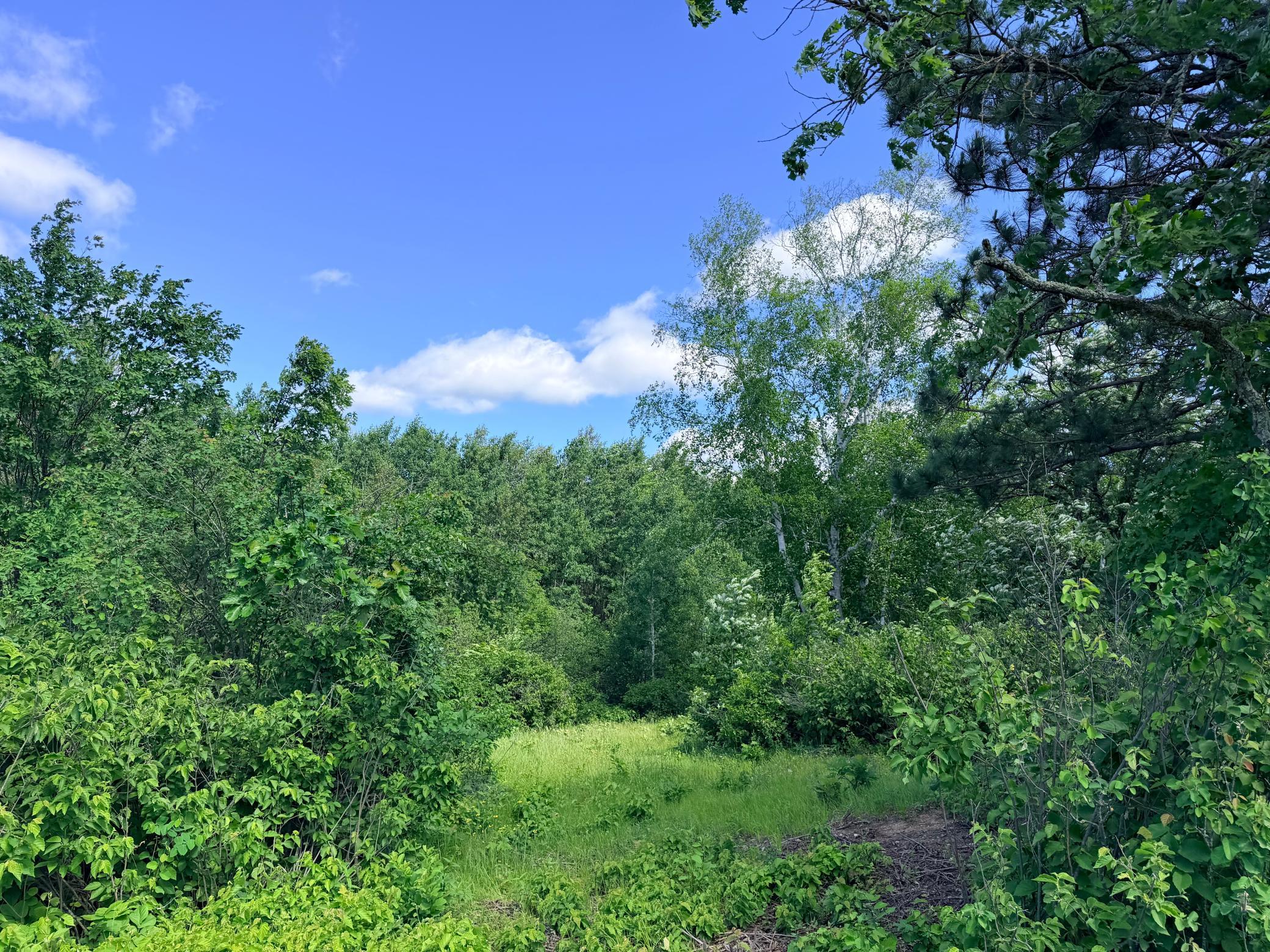 TBD - 24.4 AC County 4, Park Rapids MN 56470 - Photo 8 of 19