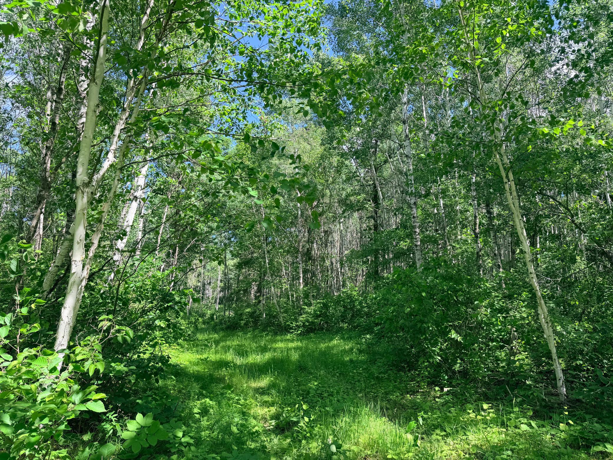 TBD - 24.4 AC County 4, Park Rapids MN 56470 - Photo 9 of 19