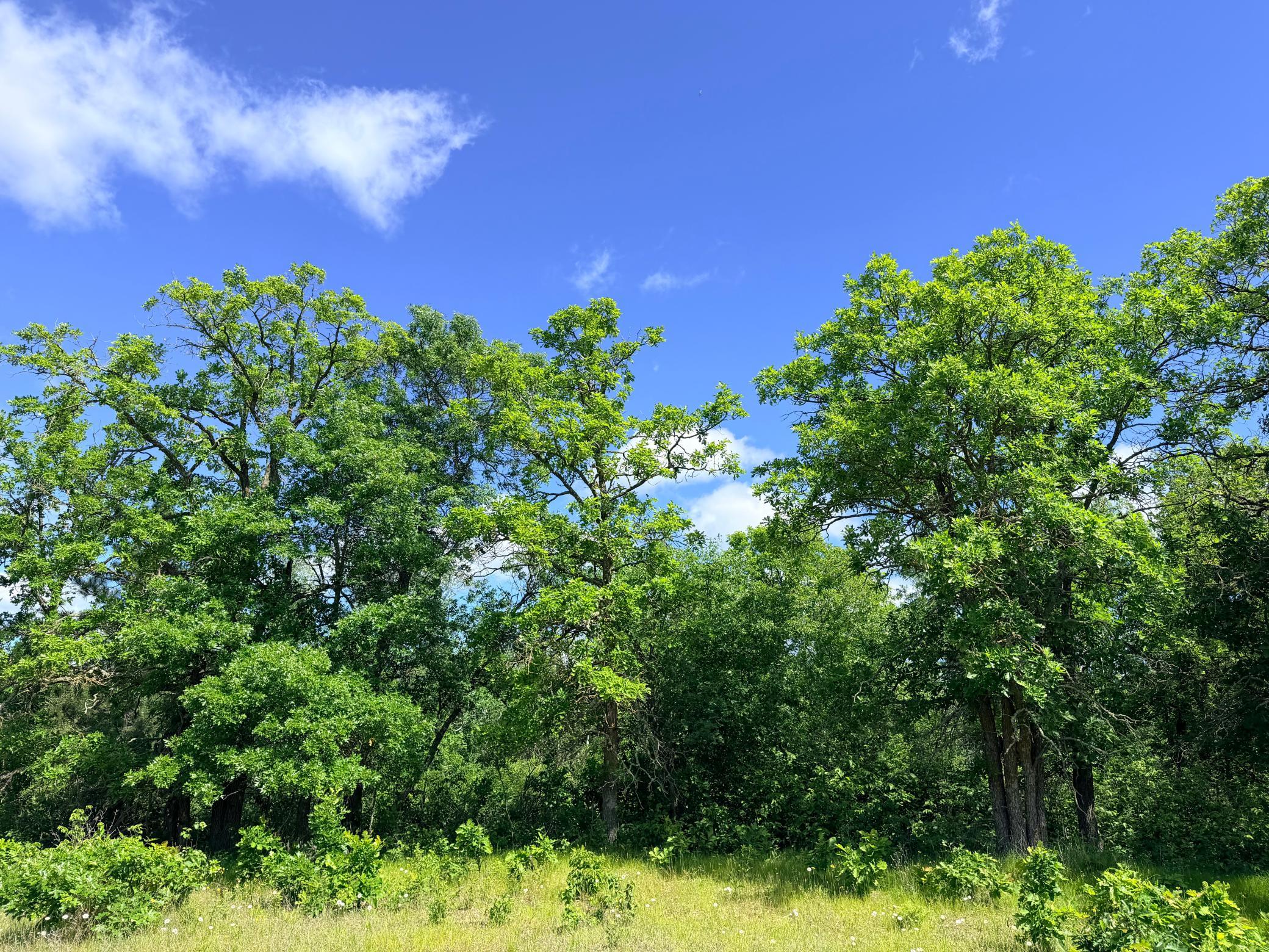 TBD - 24.4 AC County 4, Park Rapids MN 56470 - Photo 10 of 19