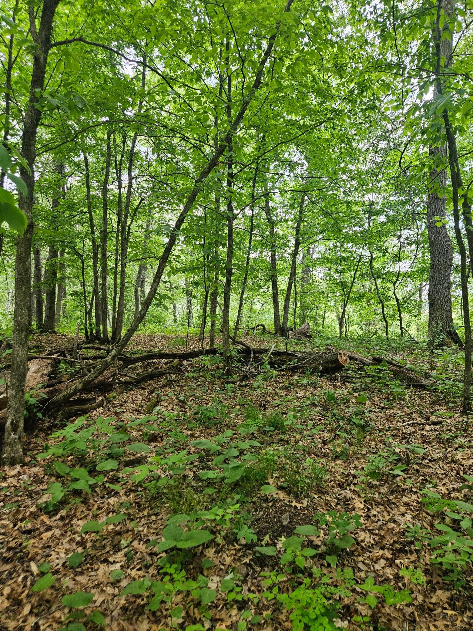 land for sale at Parcel E Rogue Way in Ironton, MN (photo 11 of 18)