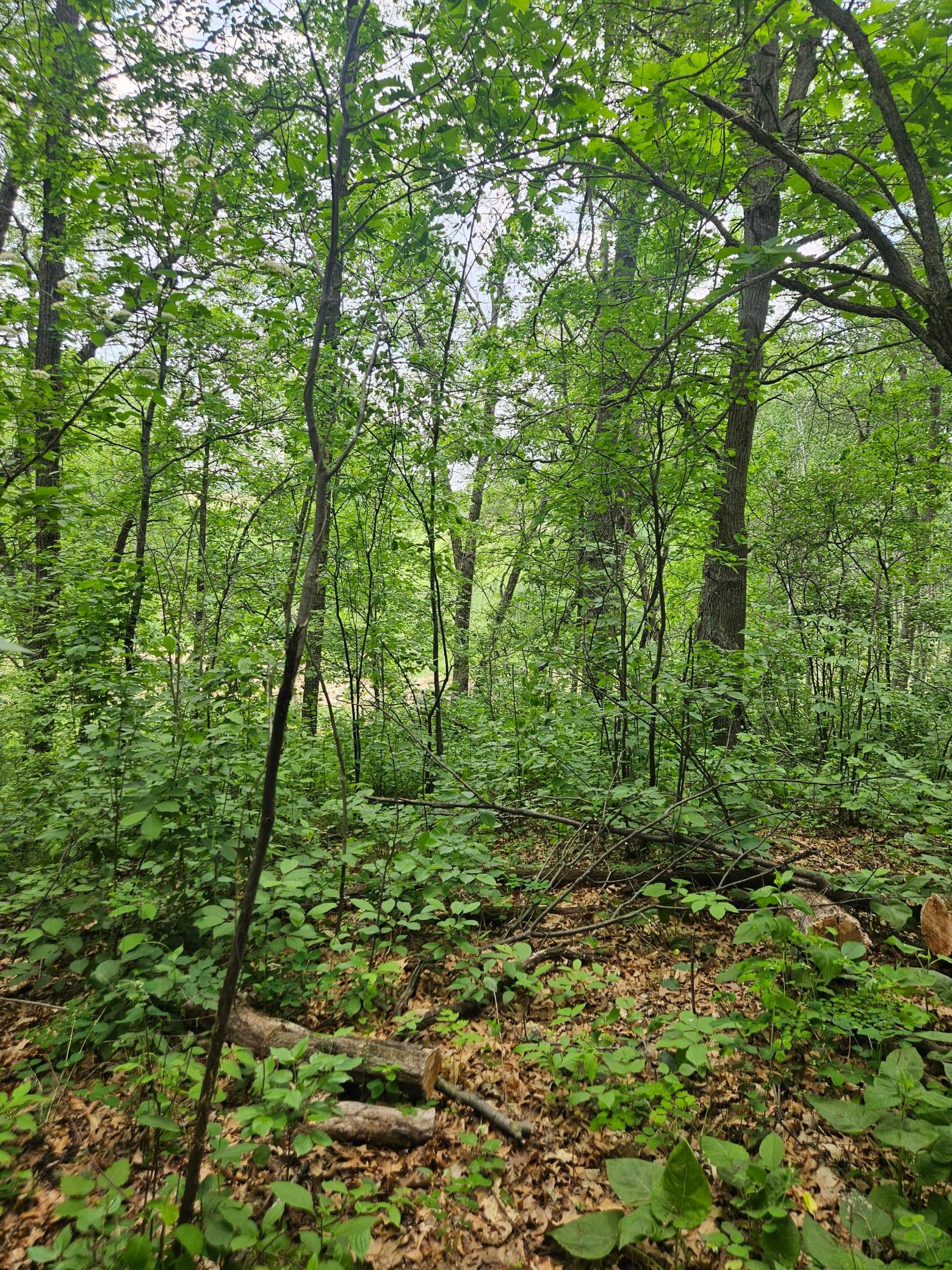 land for sale at Parcel E Rogue Way in Ironton, MN (photo 12 of 18)