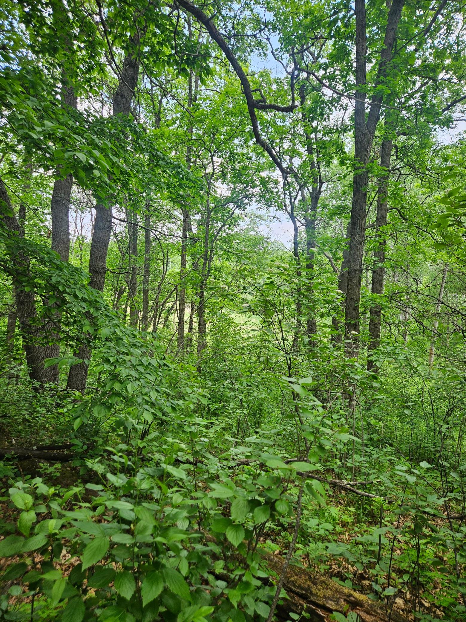 land for sale at Parcel E Rogue Way in Ironton, MN (photo 13 of 18)