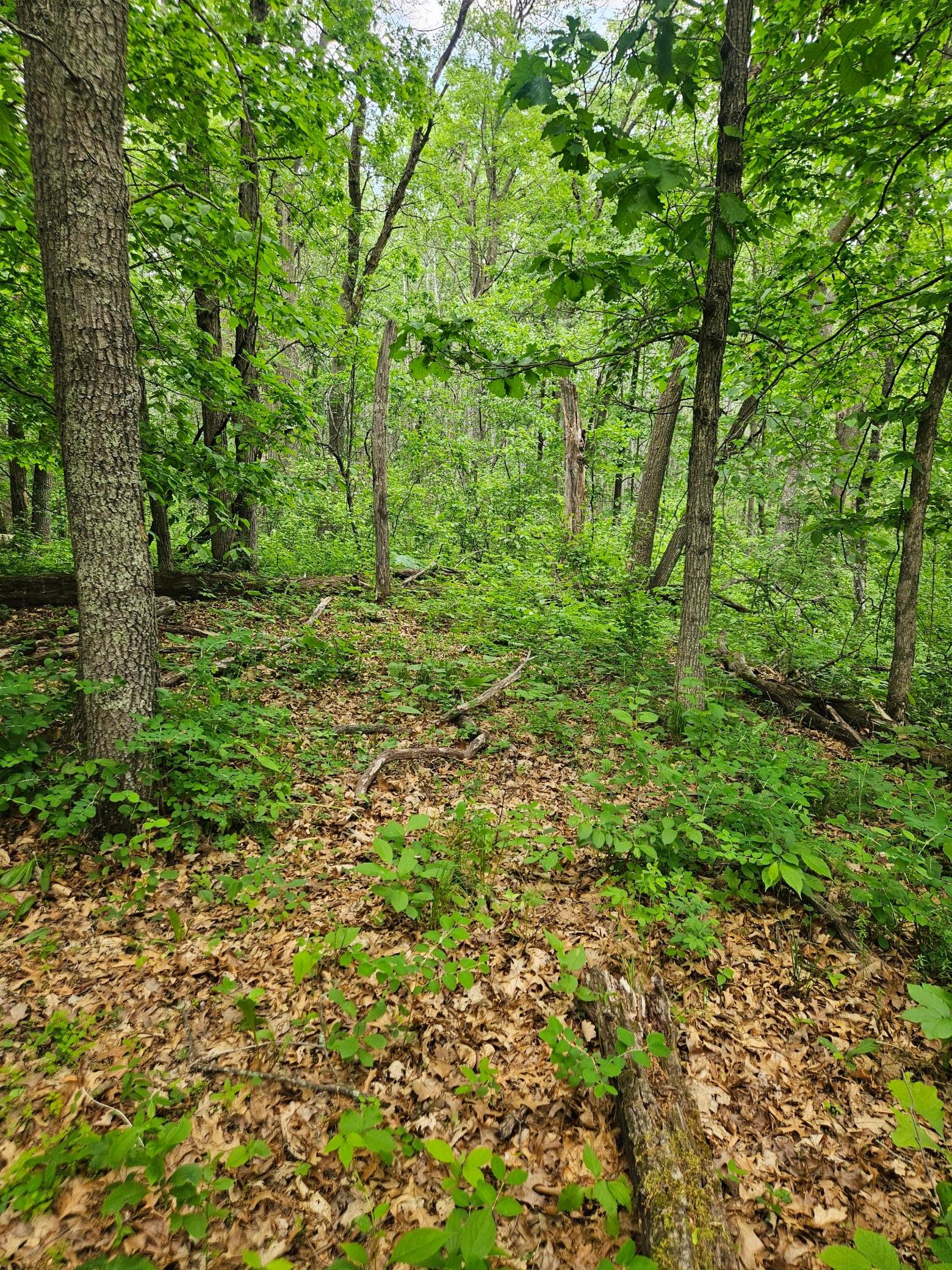 land for sale at Parcel E Rogue Way in Ironton, MN (photo 14 of 18)