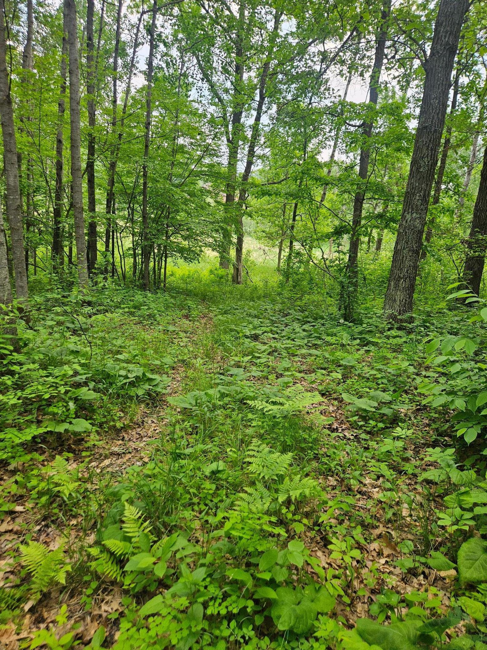 land for sale at Parcel E Rogue Way in Ironton, MN (photo 16 of 18)