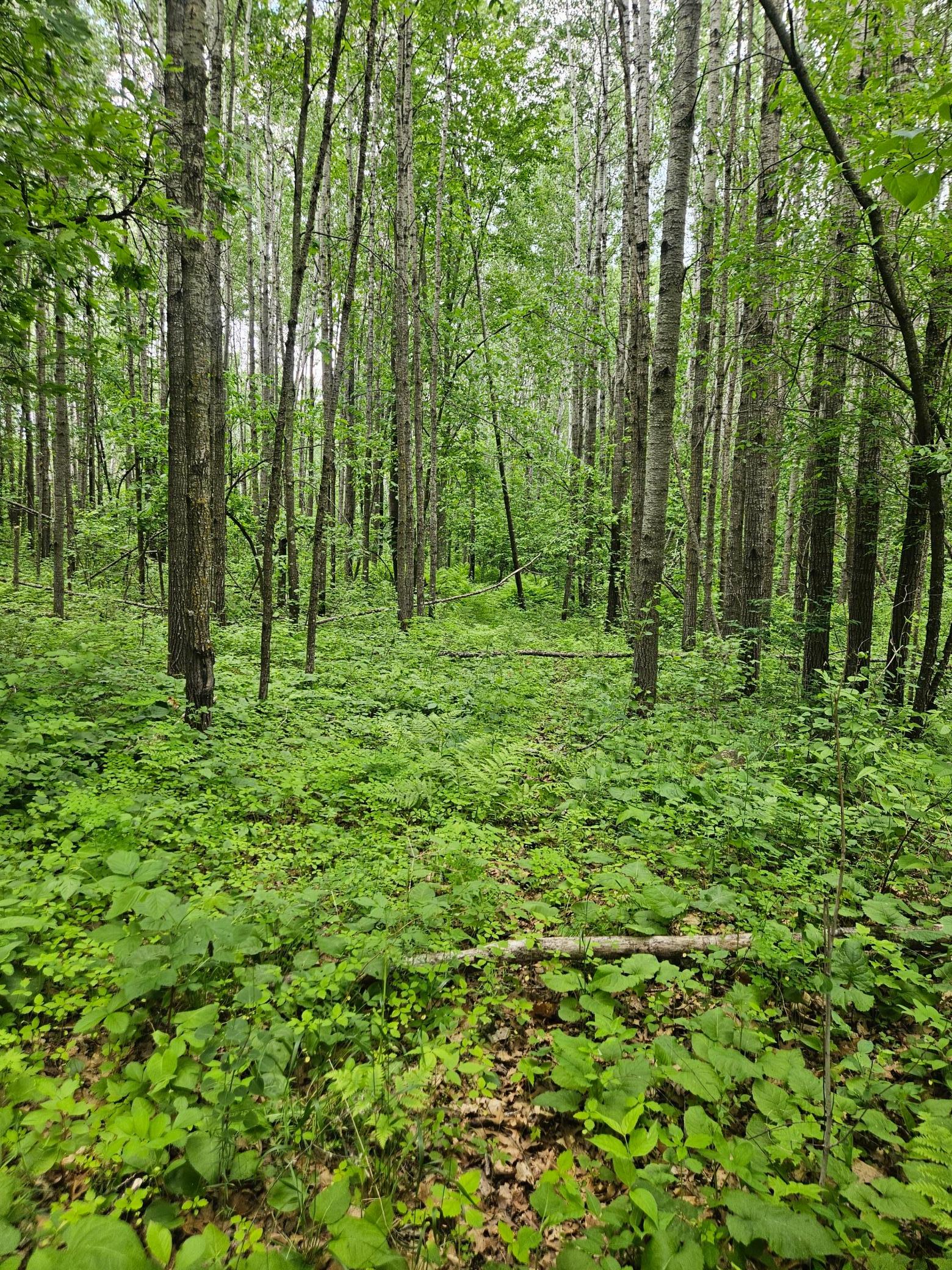 land for sale at Parcel E Rogue Way in Ironton, MN (photo 17 of 18)