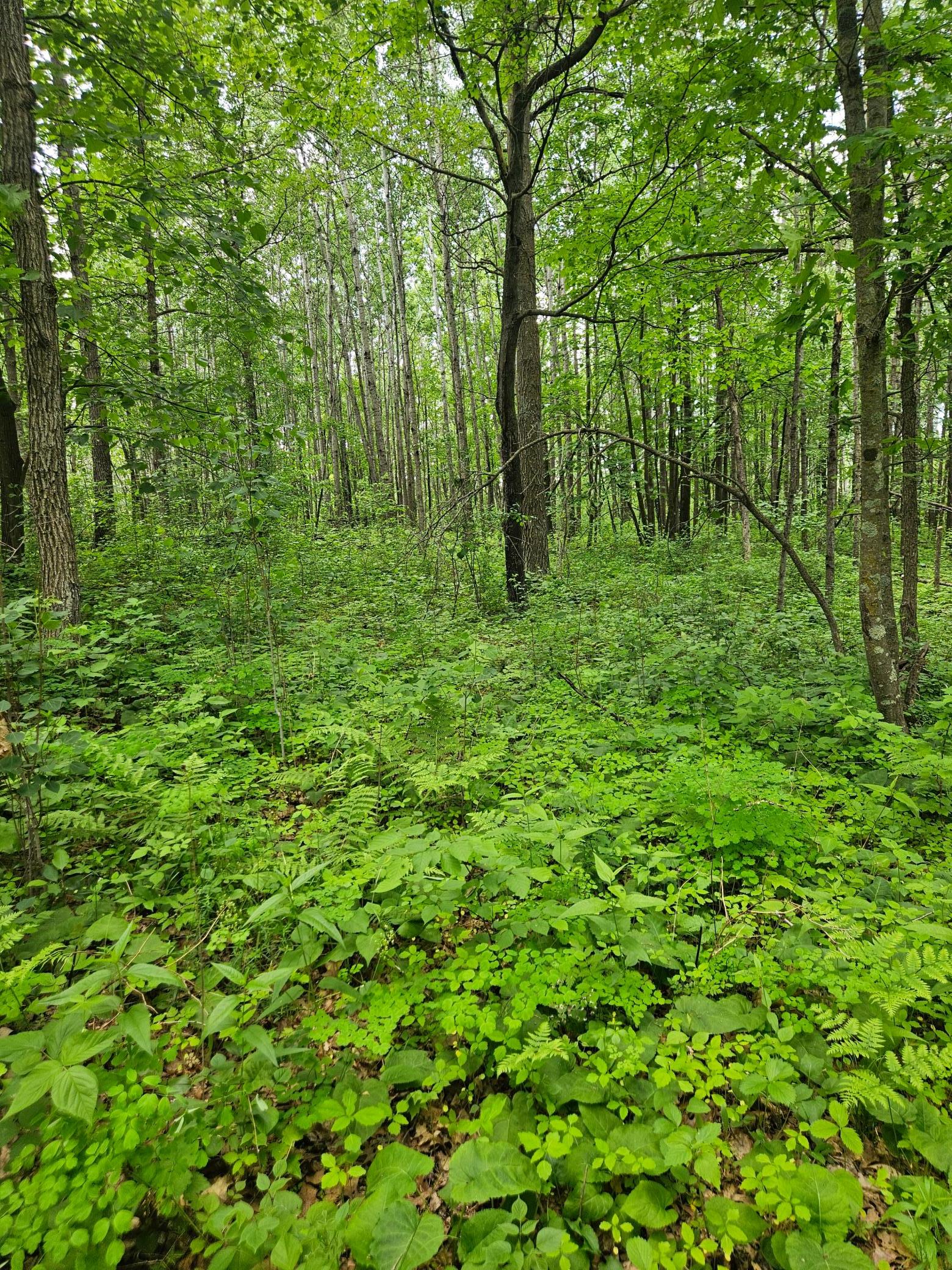 land for sale at Parcel E Rogue Way in Ironton, MN (photo 18 of 18)