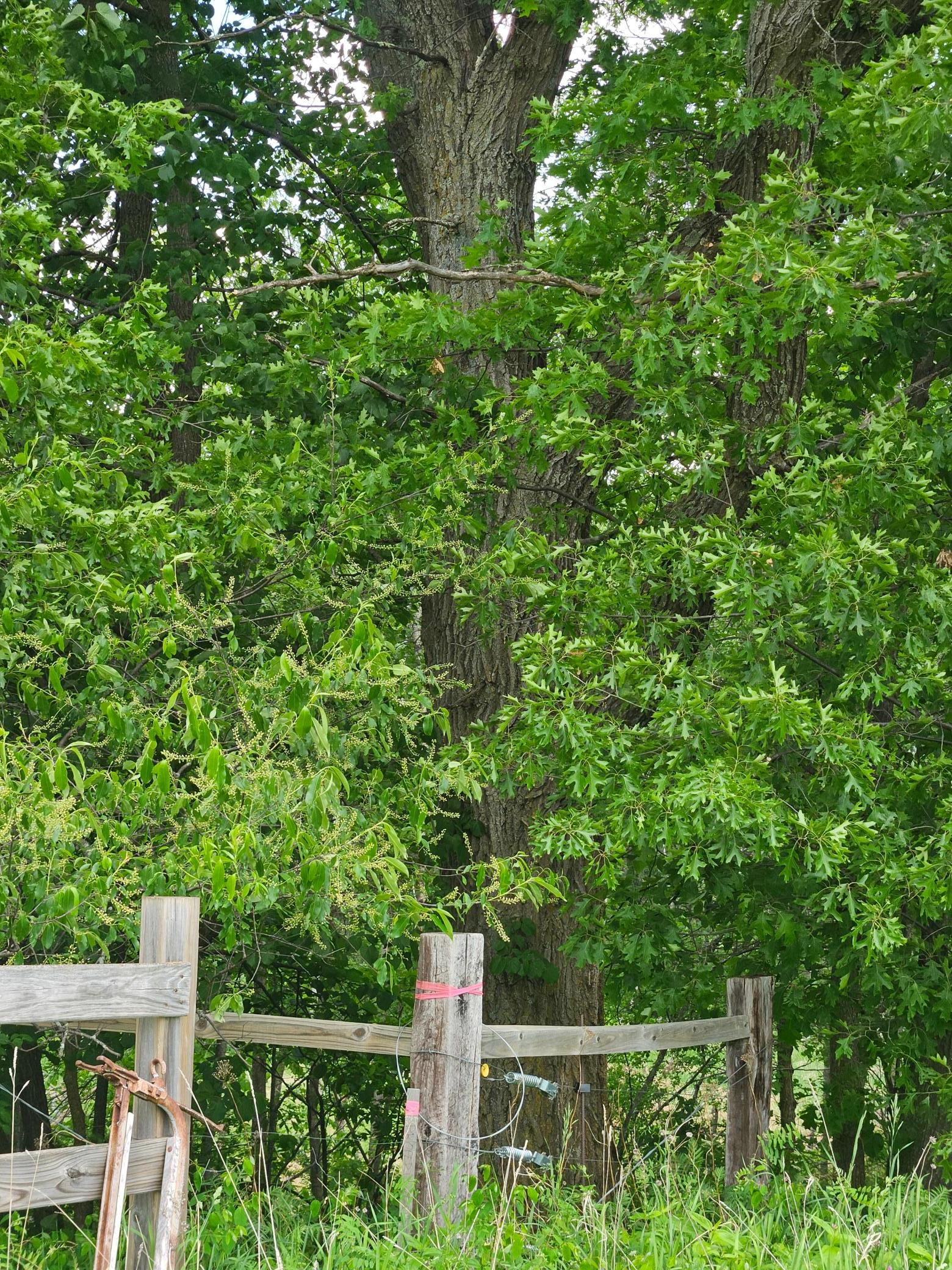 land for sale at Parcel E Rogue Way in Ironton, MN (photo 6 of 18)
