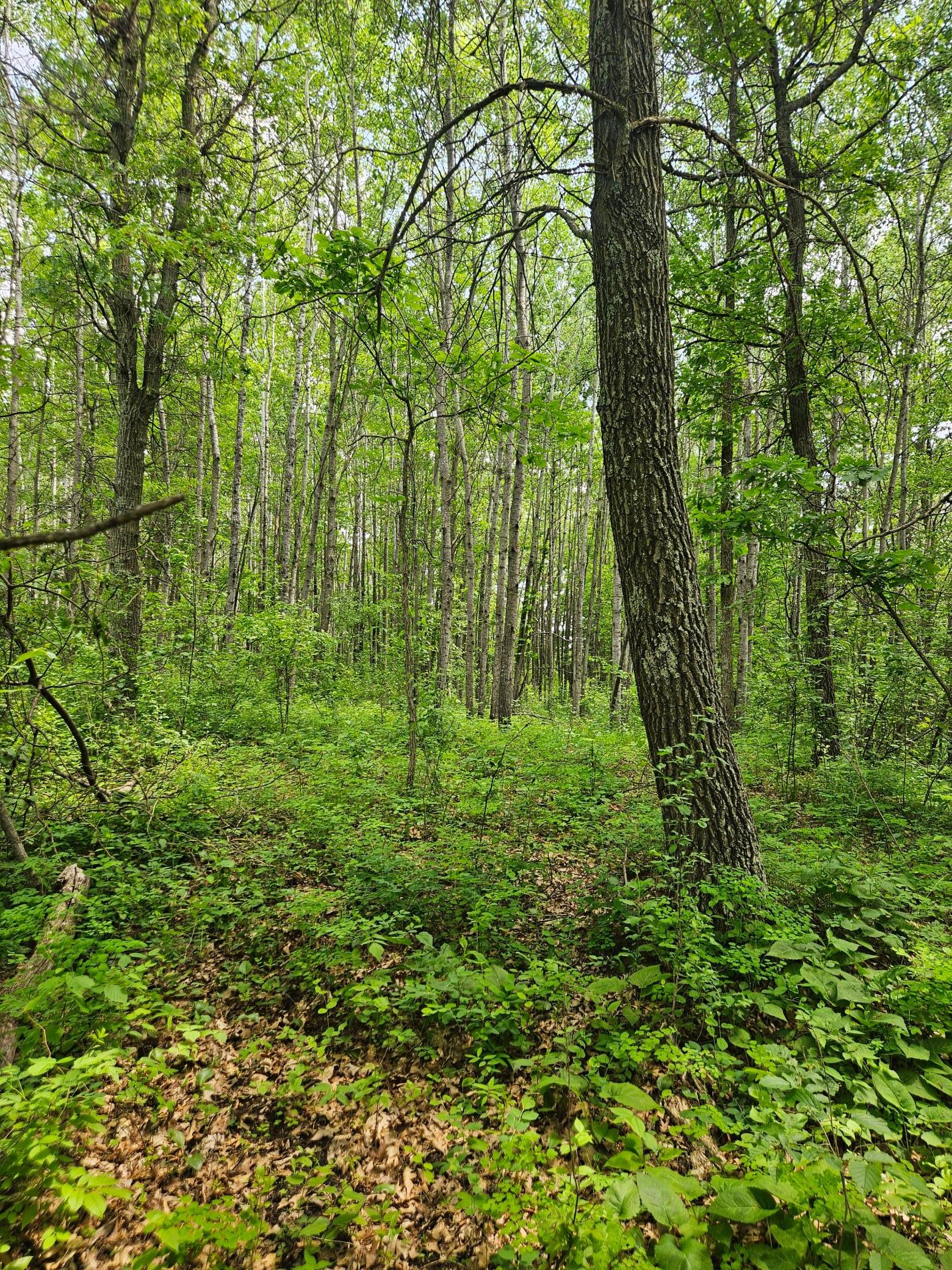 land for sale at Parcel E Rogue Way in Ironton, MN (photo 8 of 18)