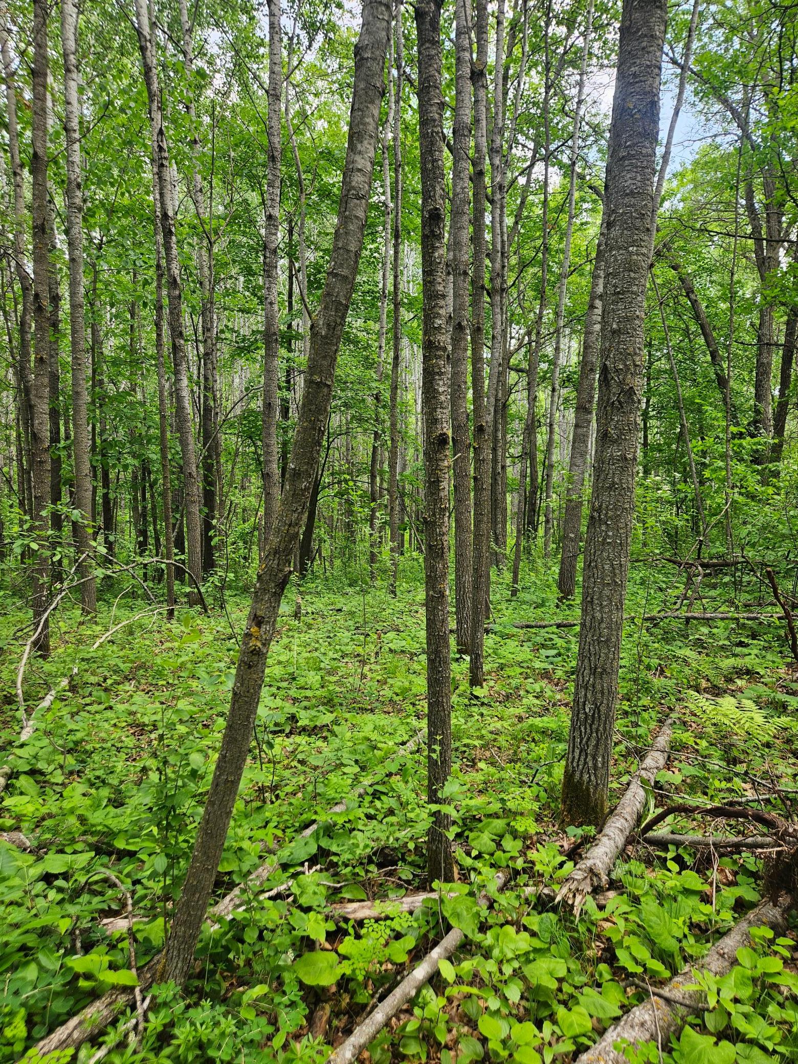 land for sale at Parcel E Rogue Way in Ironton, MN (photo 9 of 18)