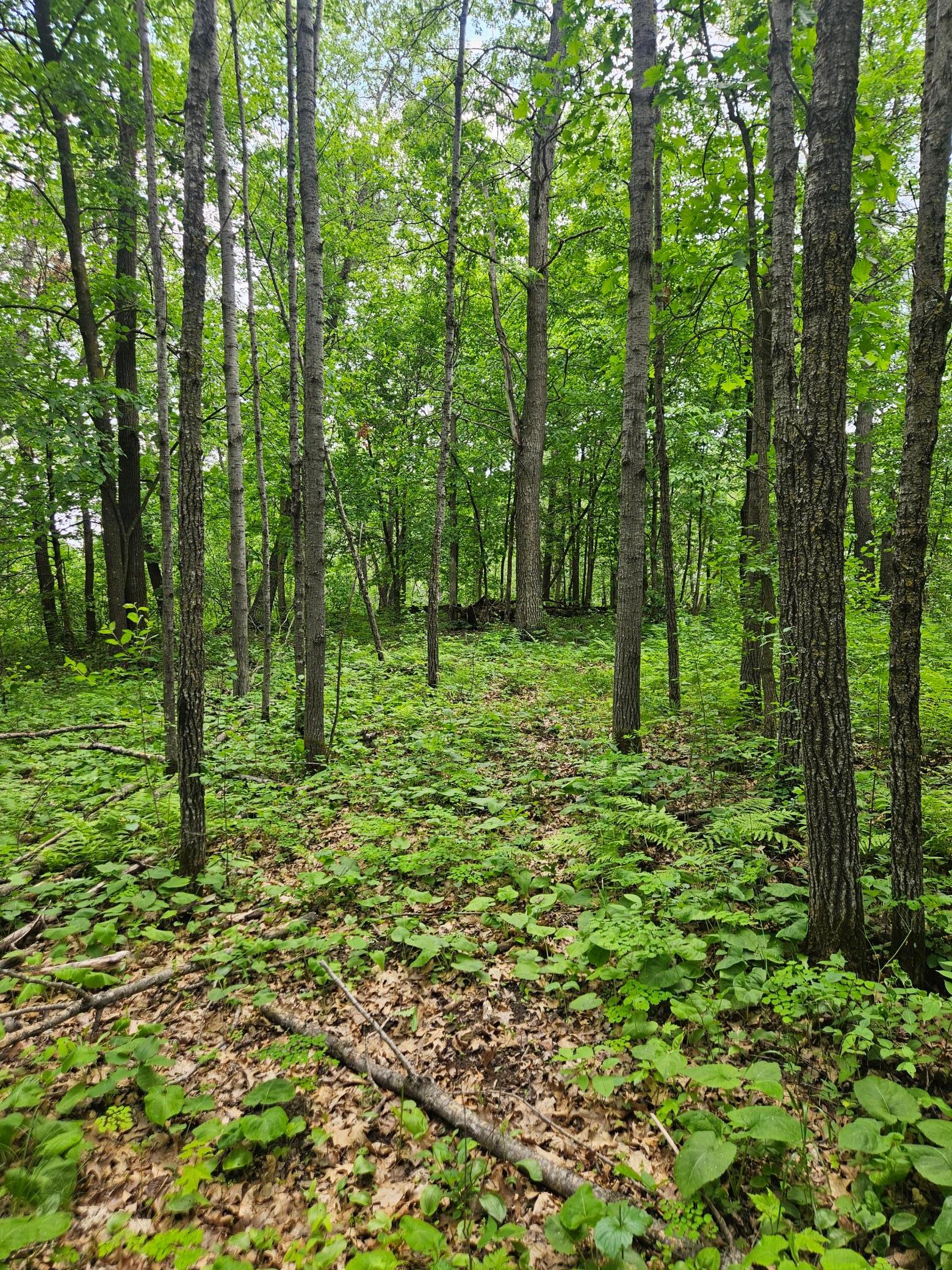 land for sale at Parcel E Rogue Way in Ironton, MN (photo 10 of 18)