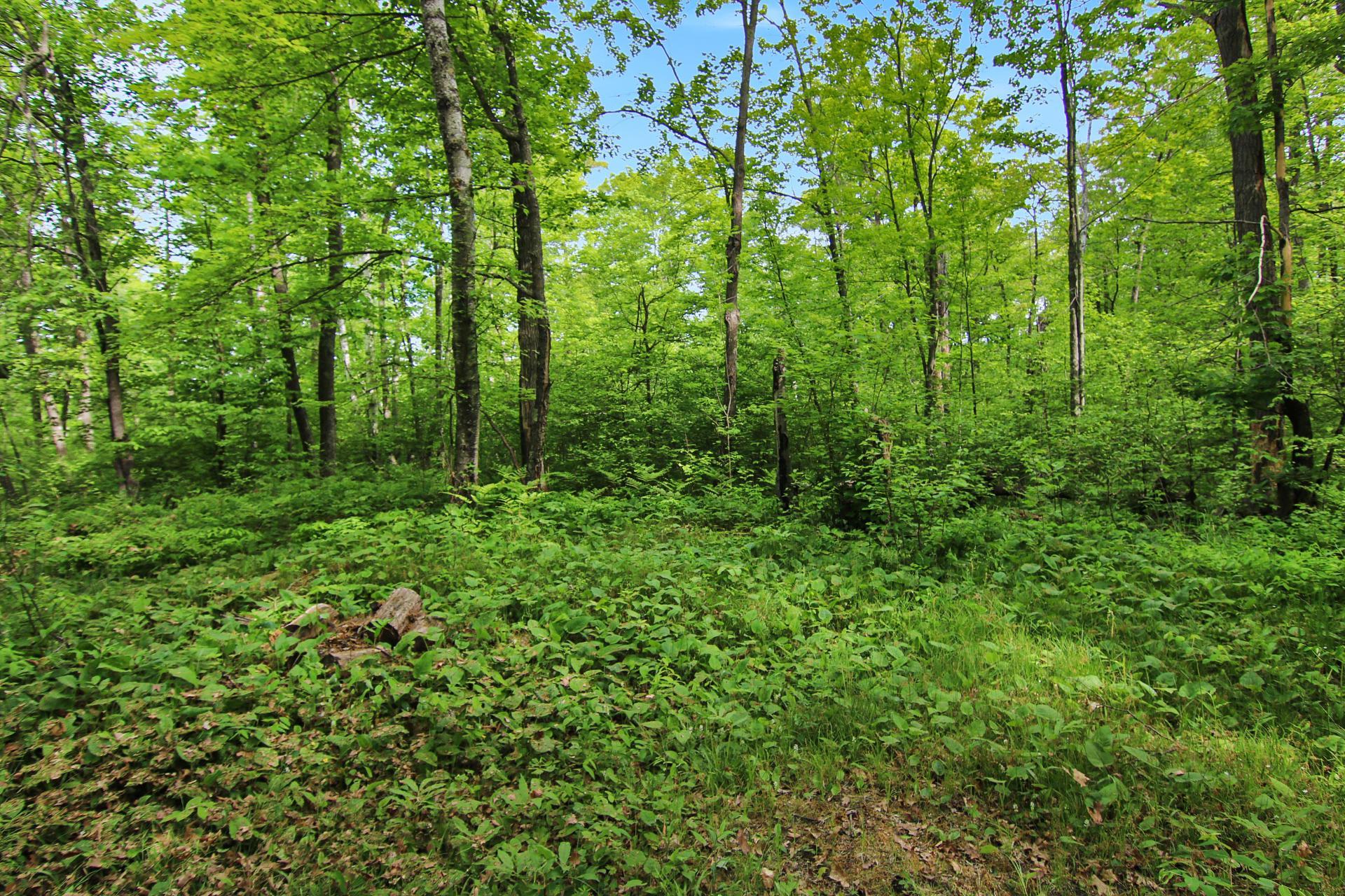 TBD Crooked Lake Twp, Outing MN 56662 - Photo 5 of 26