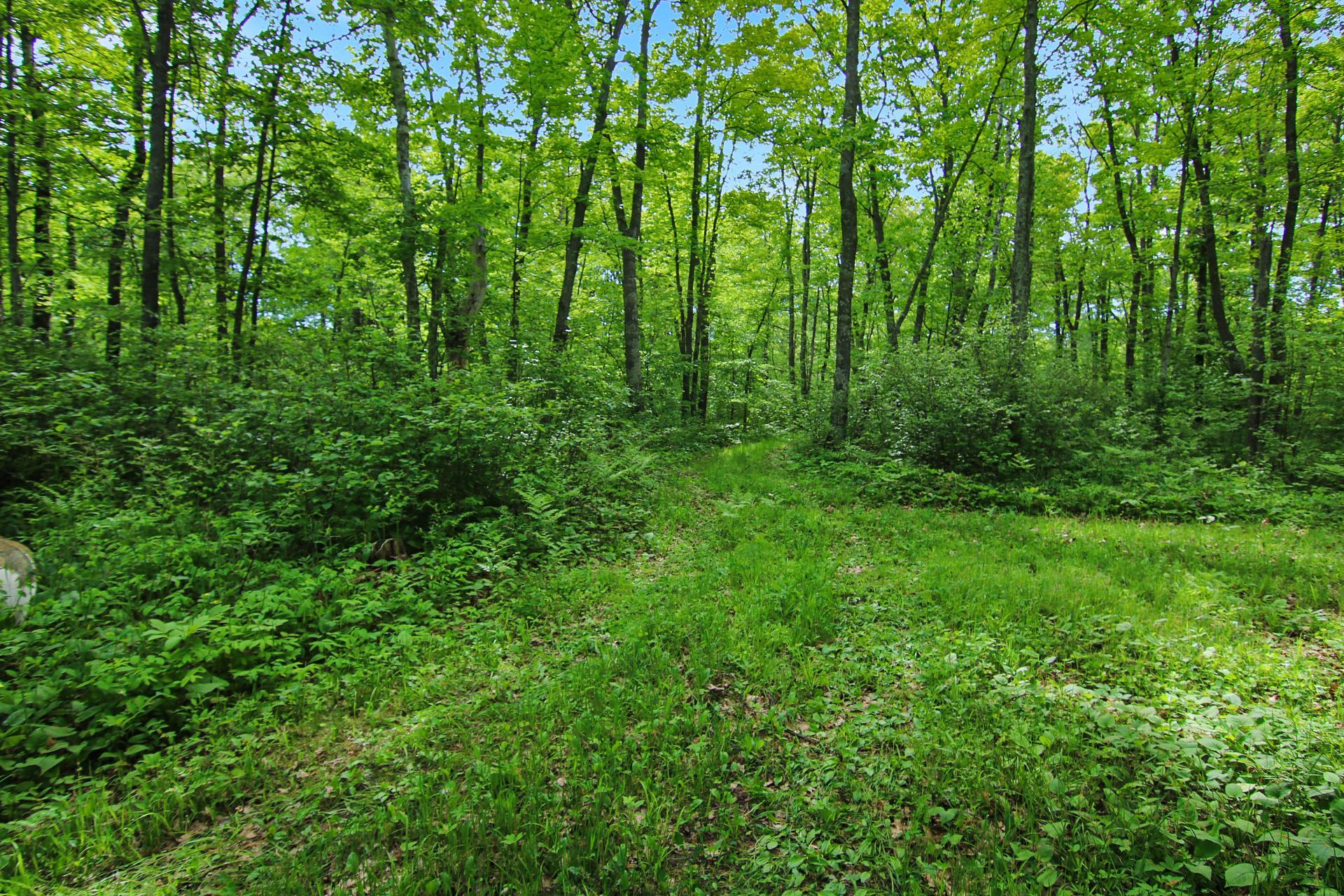 TBD Crooked Lake Twp, Outing MN 56662 - Photo 6 of 26