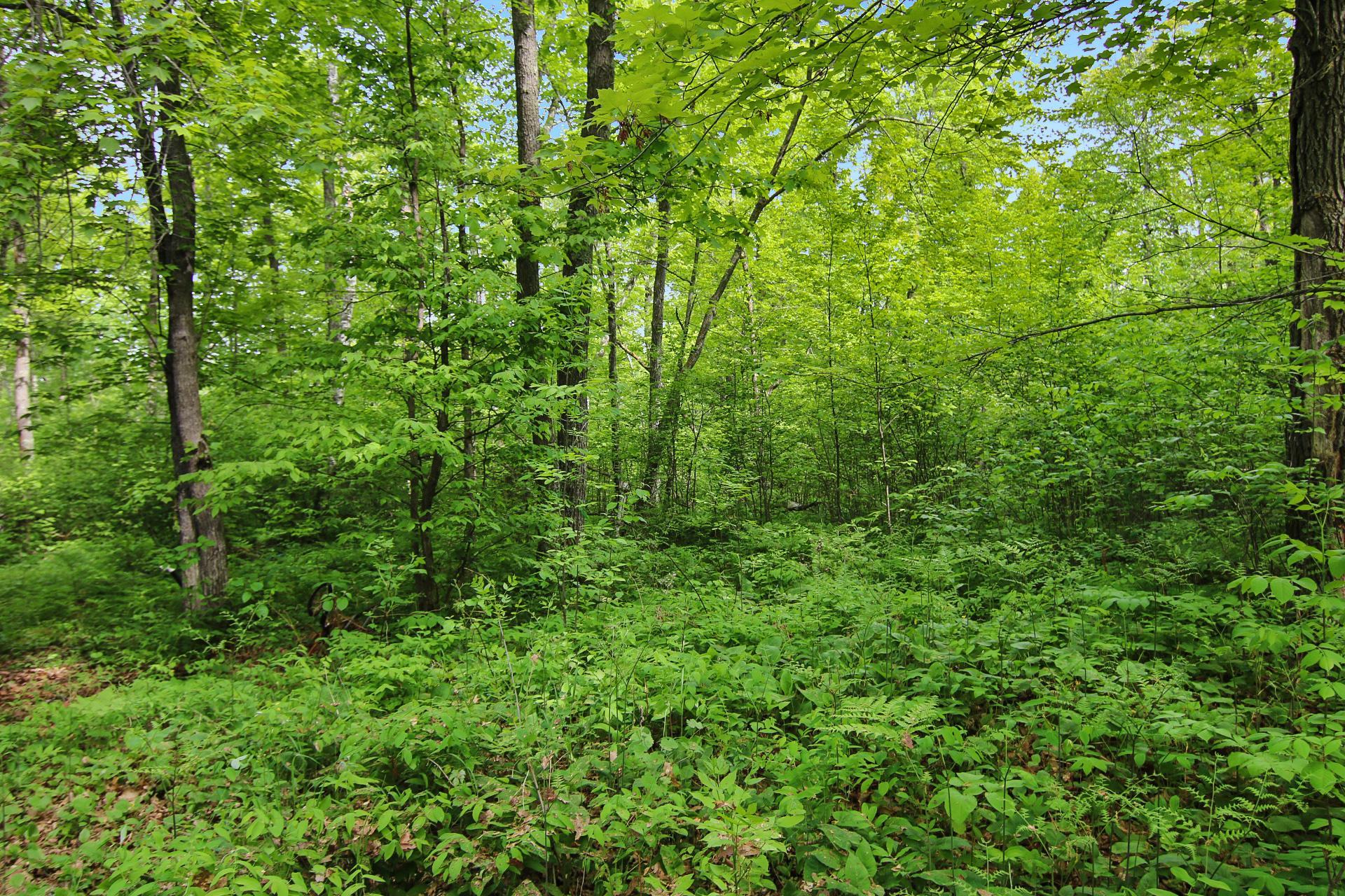 TBD Crooked Lake Twp, Outing MN 56662 - Photo 7 of 26