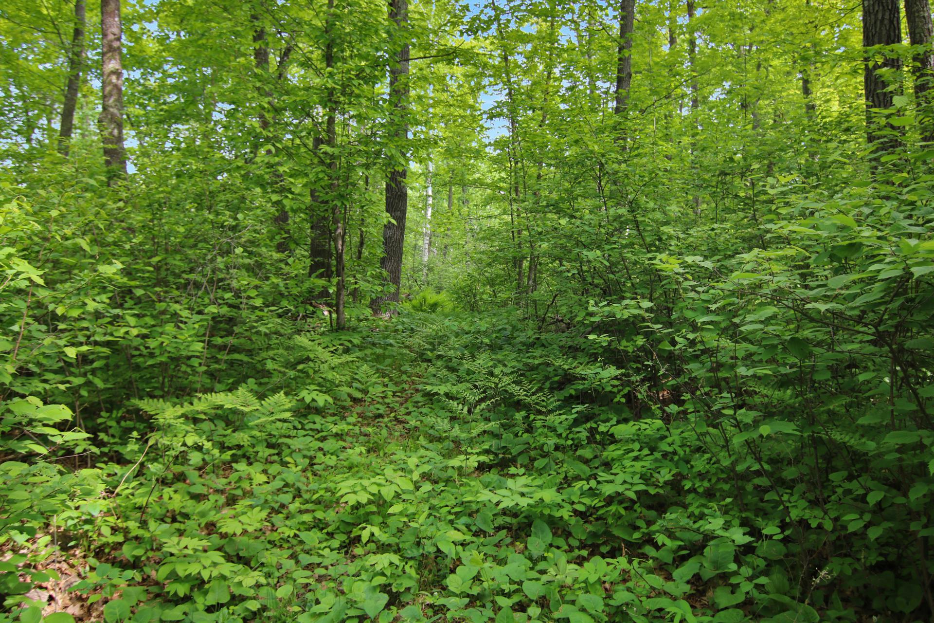 TBD Crooked Lake Twp, Outing MN 56662 - Photo 8 of 26