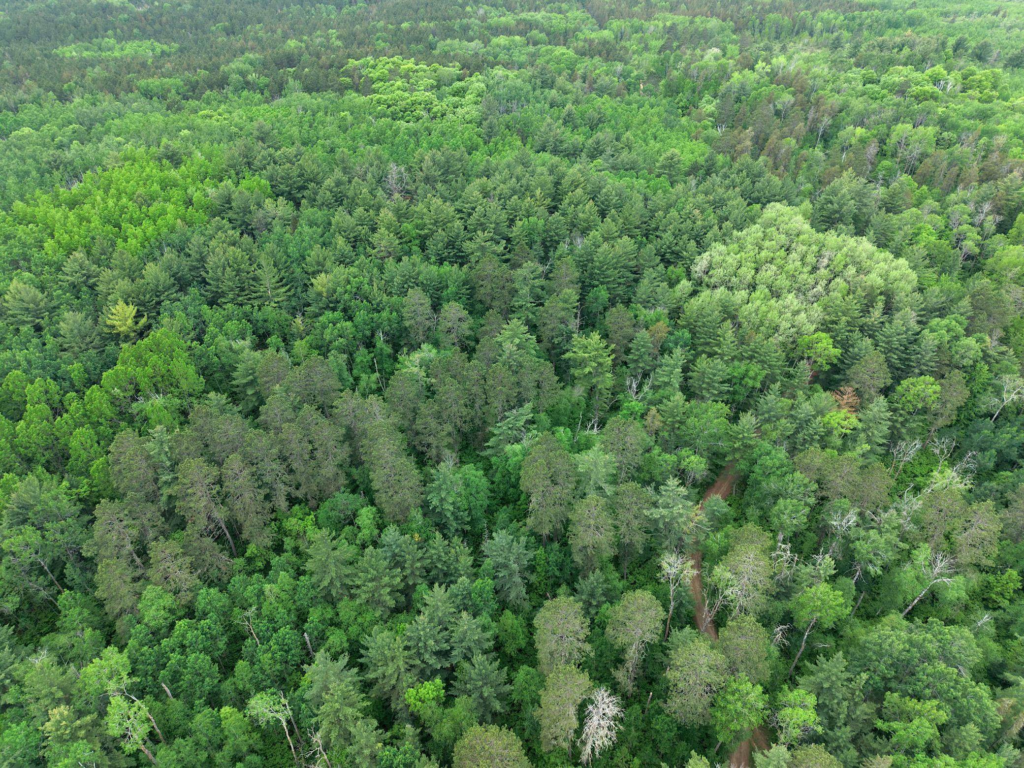 land for sale at TBD 290th Street in Park Rapids, MN (photo 18 of 40)