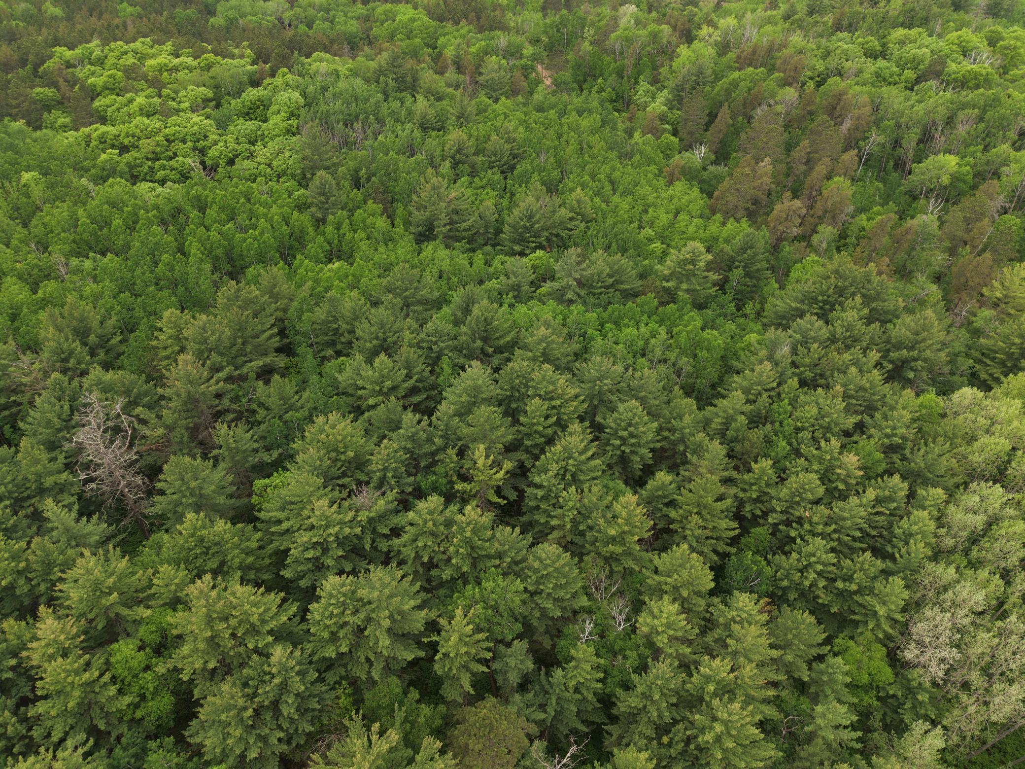 land for sale at TBD 290th Street in Park Rapids, MN (photo 20 of 40)